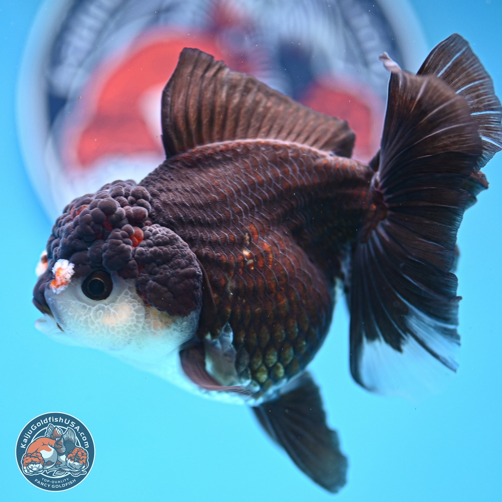 Panda Rose Tail Oranda 5 inches (241025_OR17) - Kaiju Goldfish USA