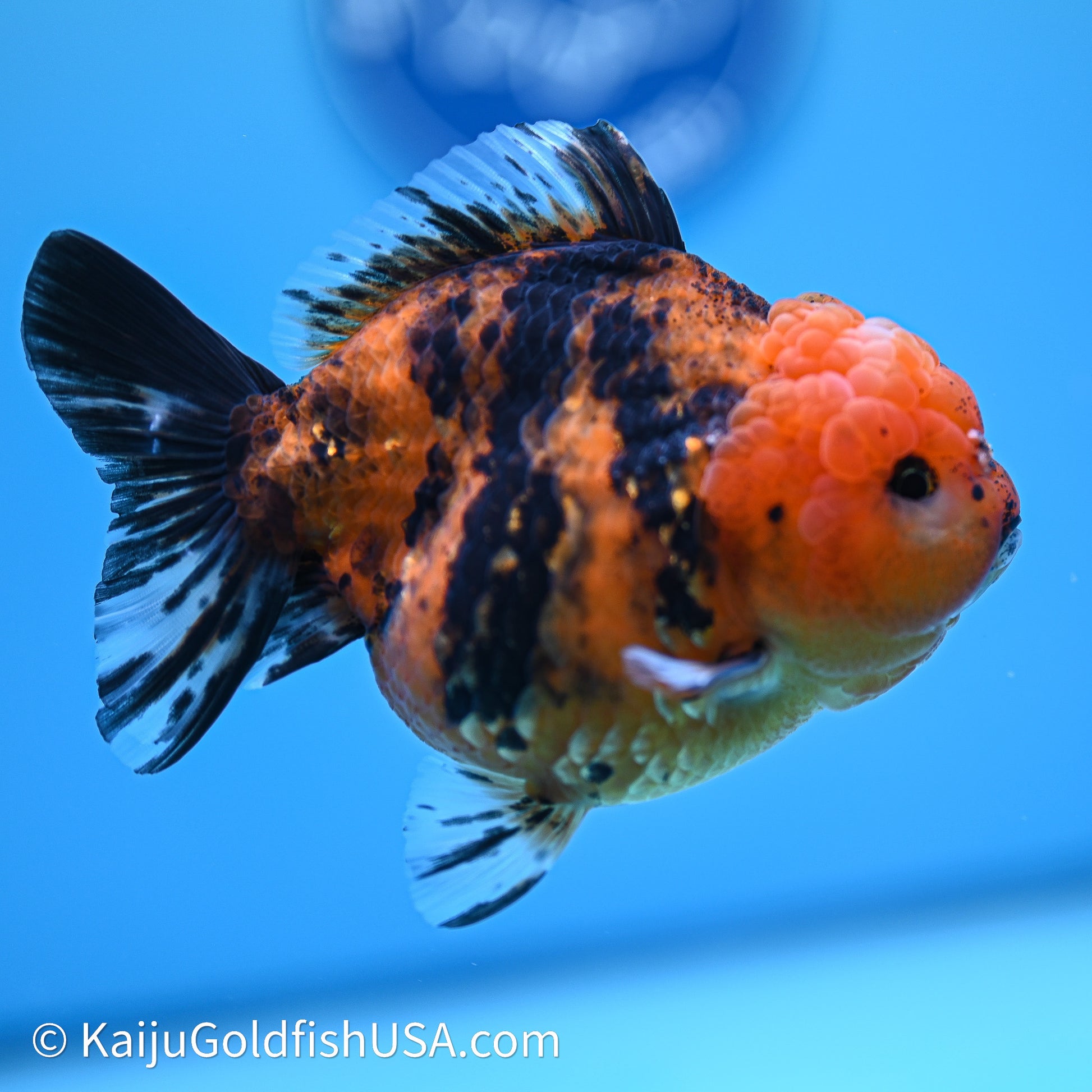 Shogun Godzilla Tiger Oranda 4in Body (240614_OR17) - Kaiju Goldfish USA