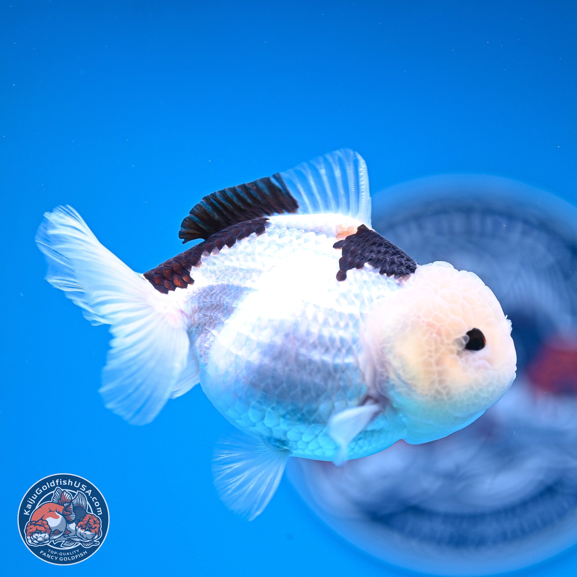 Panda Oranda 3.5-4.5 inches (240913_OR17) - Kaiju Goldfish USA