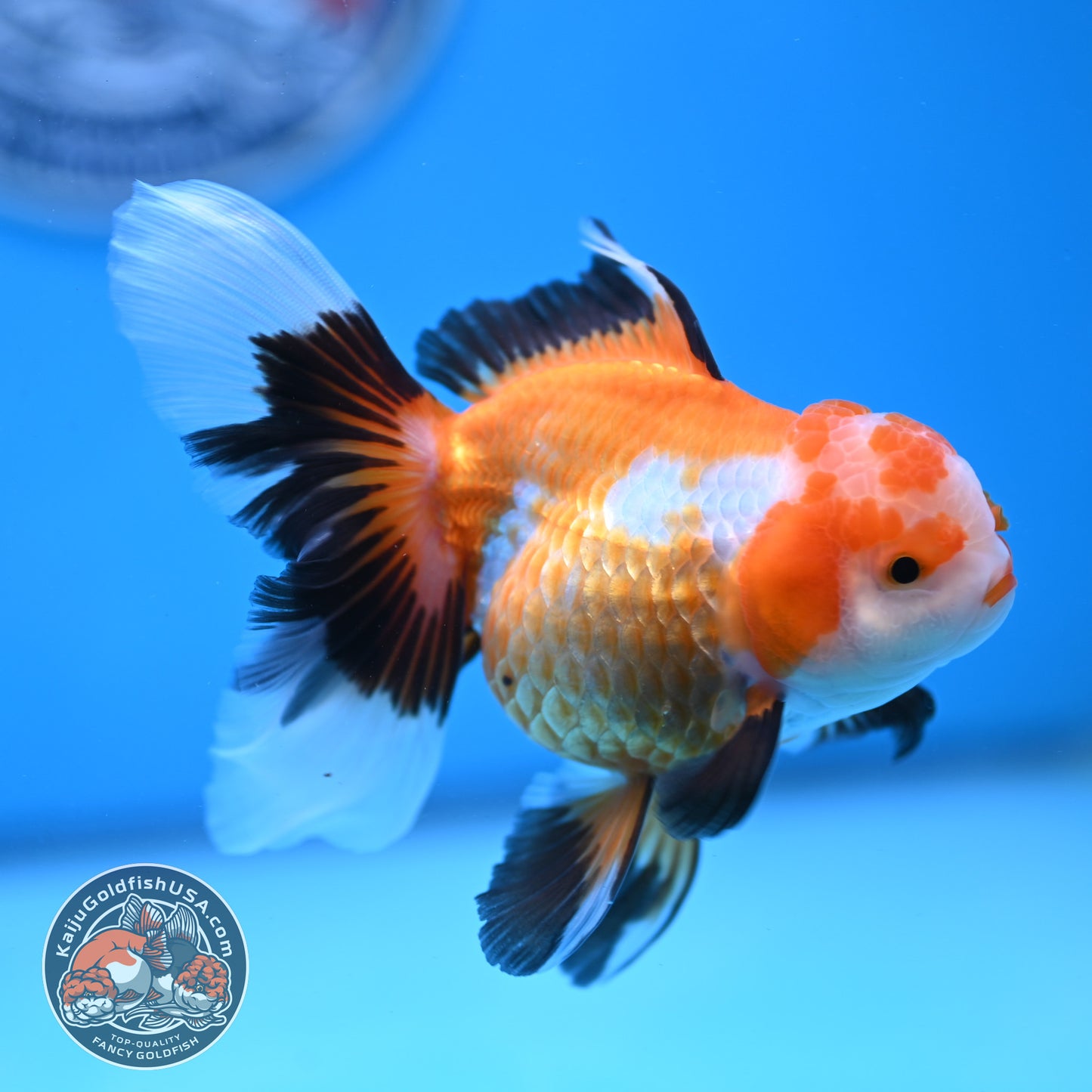 Tricolor Oranda 3.5 inches Body (250530_OR17)
