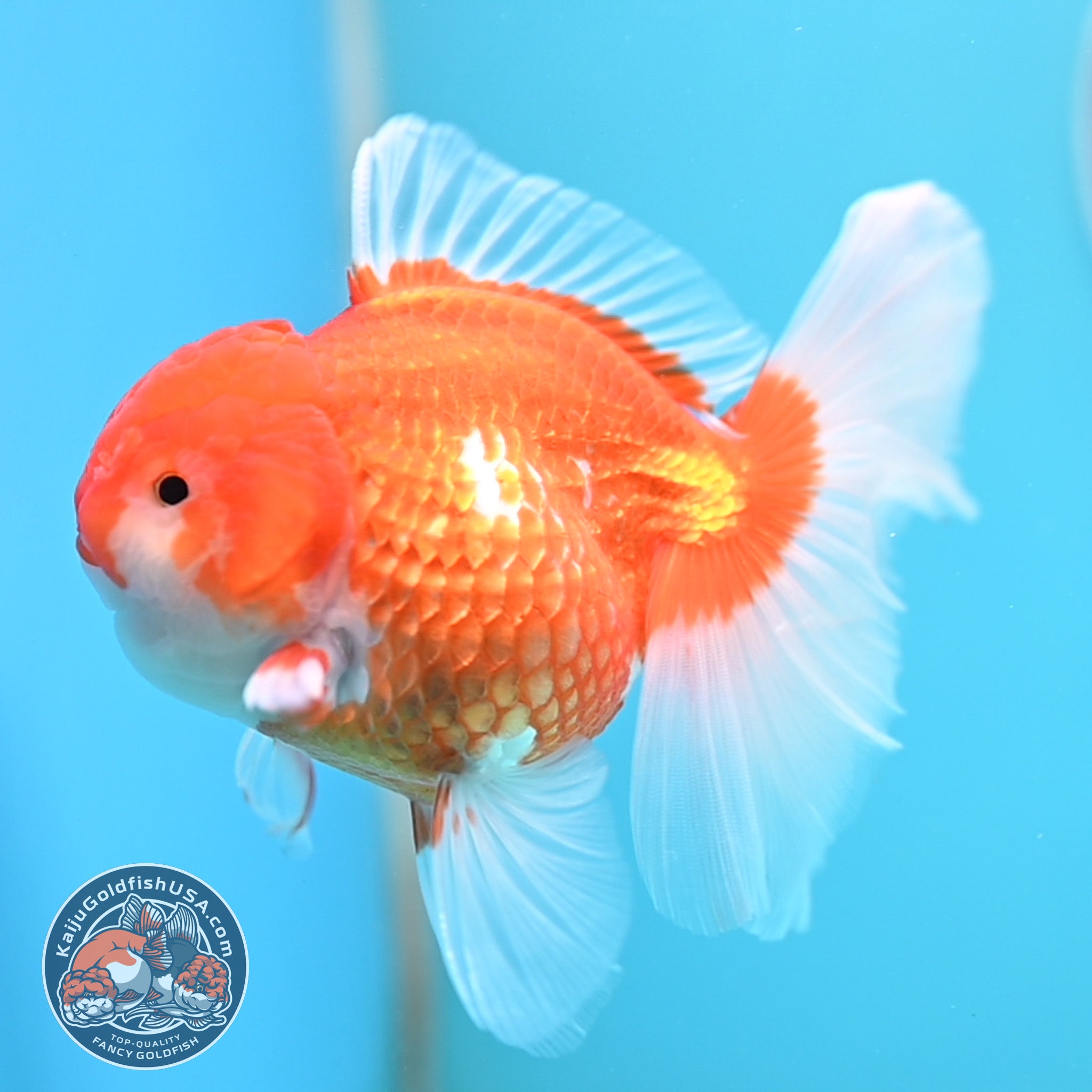 Everything Available – Kaiju Goldfish USA