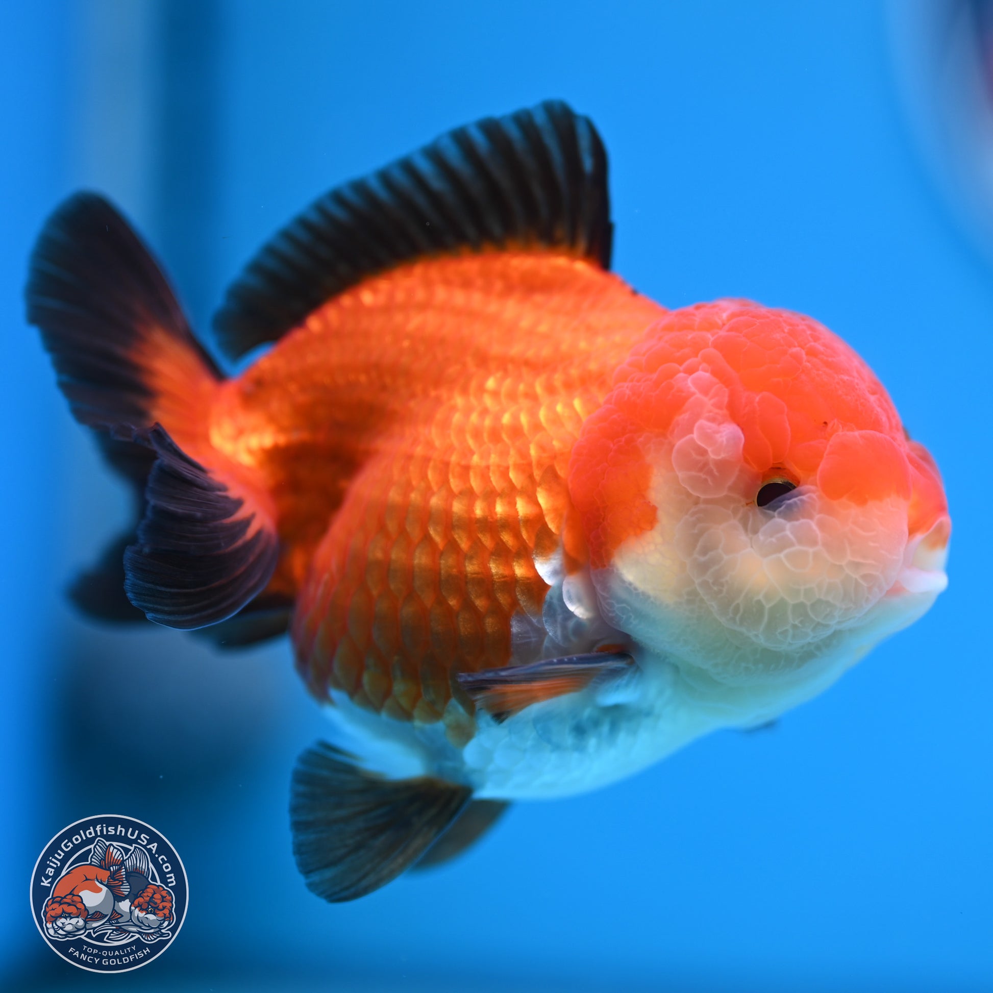 Tricolor Oranda 3.5-4 inches (241004_OR17) - Kaiju Goldfish USA