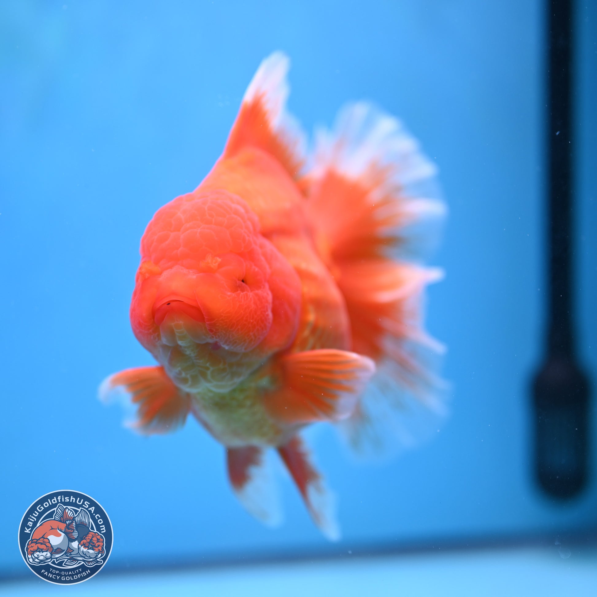 Super Jumbo Shogun Classic Red Rose Tail Oranda 7.5 inches - Female (241115_OR17) - Kaiju Goldfish USA