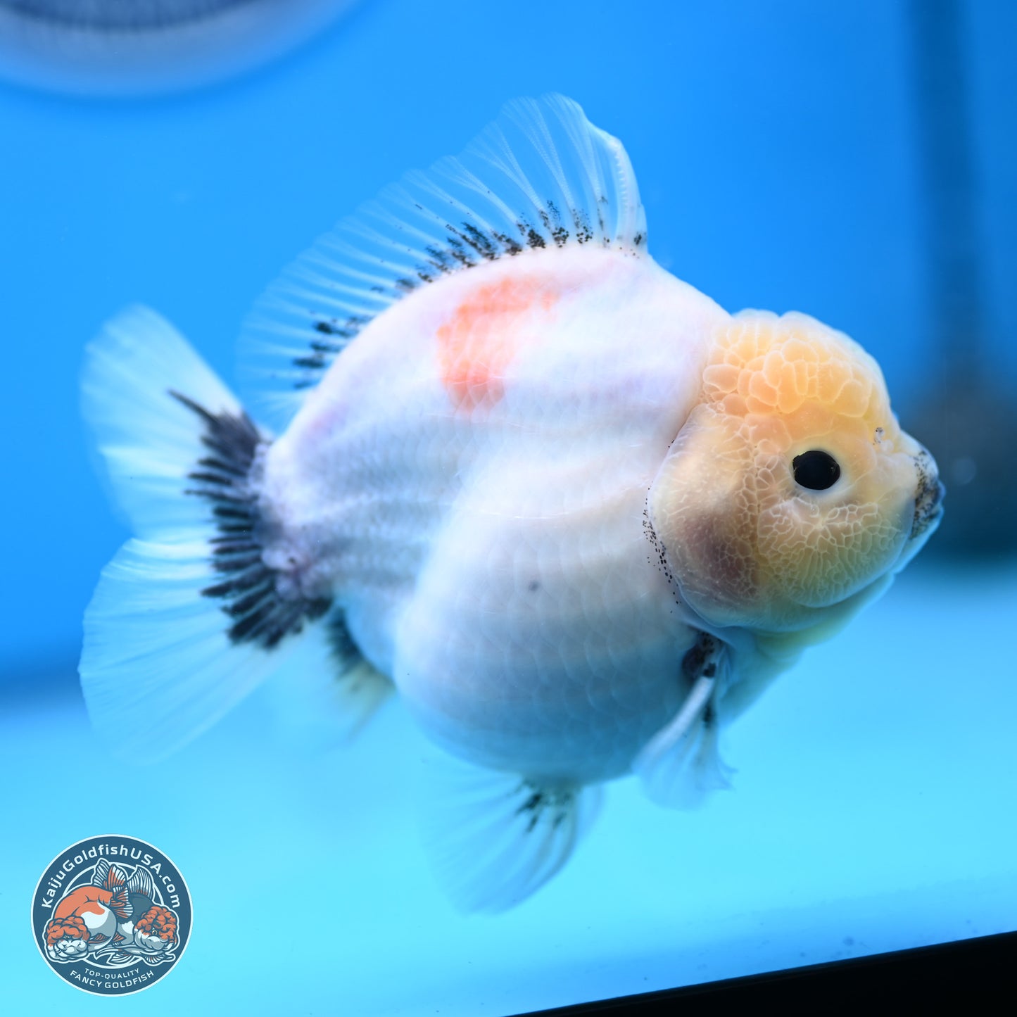 Shogun Jade Head Sakura Oranda 4 inches Body - Female(250131_OR17)