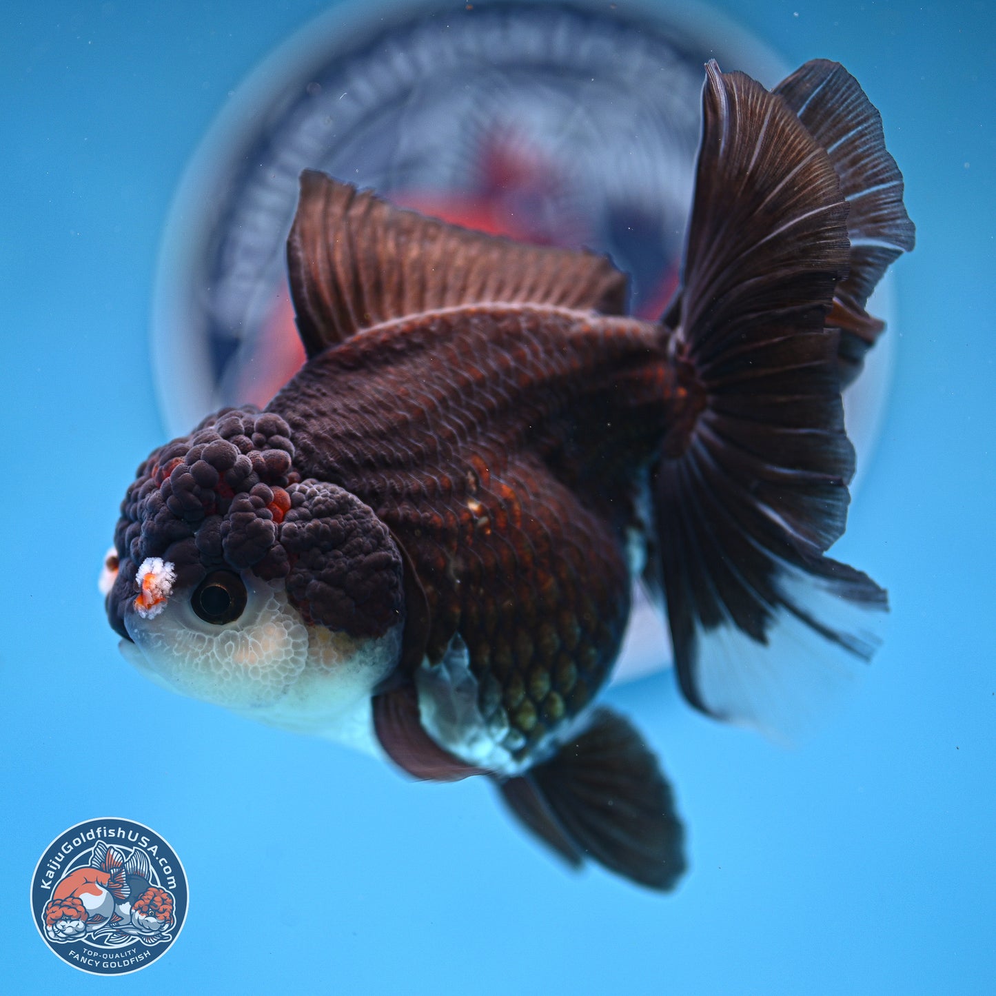 Panda Rose Tail Oranda 5 inches (241025_OR17) - Kaiju Goldfish USA