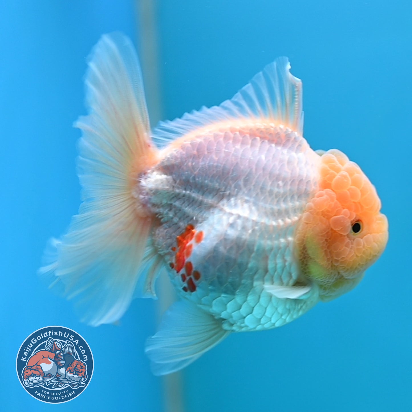 Lemon Head Red White Rose Tail Oranda 4 inches Body (250502_OR17)