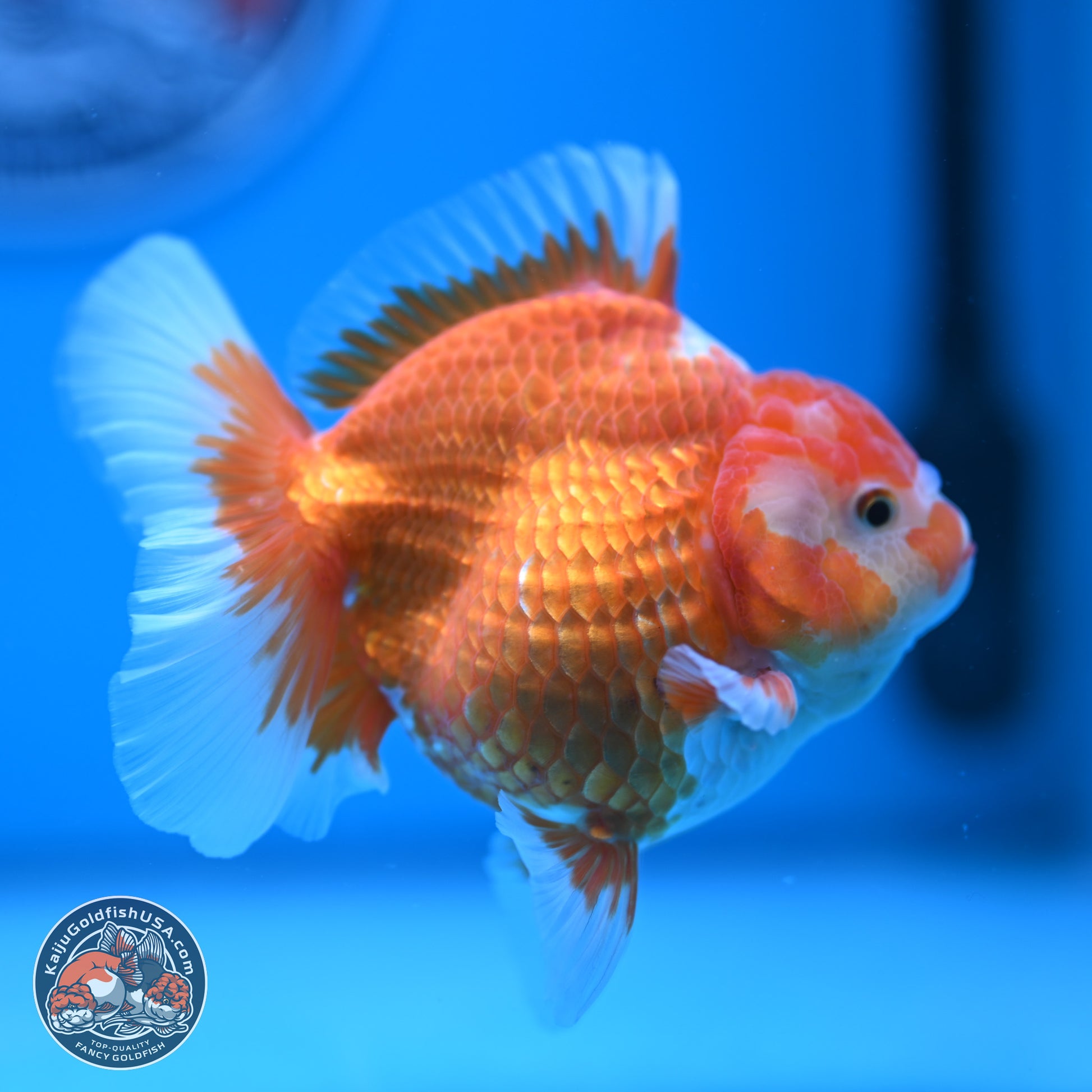 Red White Rose Tail Oranda 4.5 inches - Female (241122_OR17) - Kaiju Goldfish USA