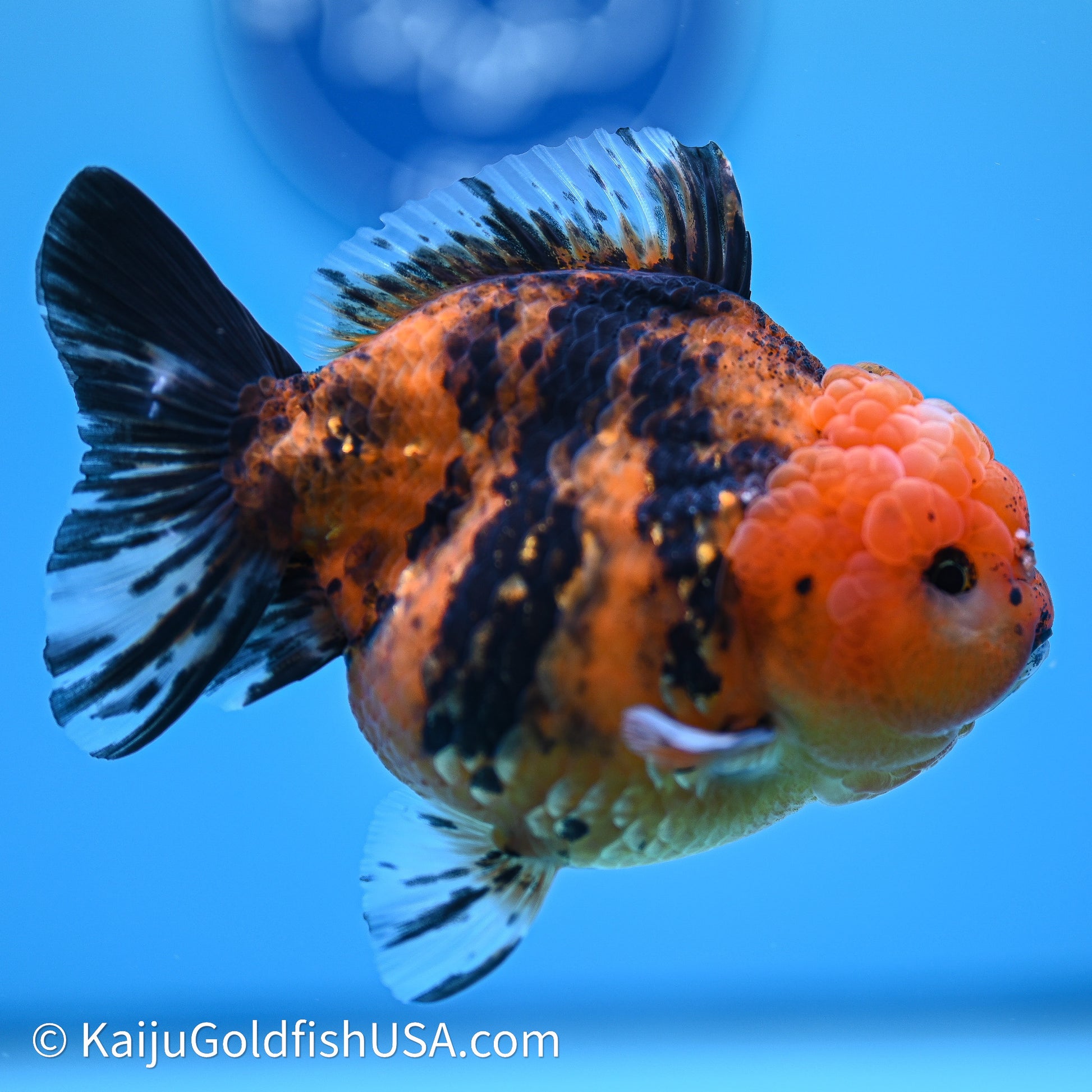 Shogun Godzilla Tiger Oranda 4in Body (240614_OR17) - Kaiju Goldfish USA