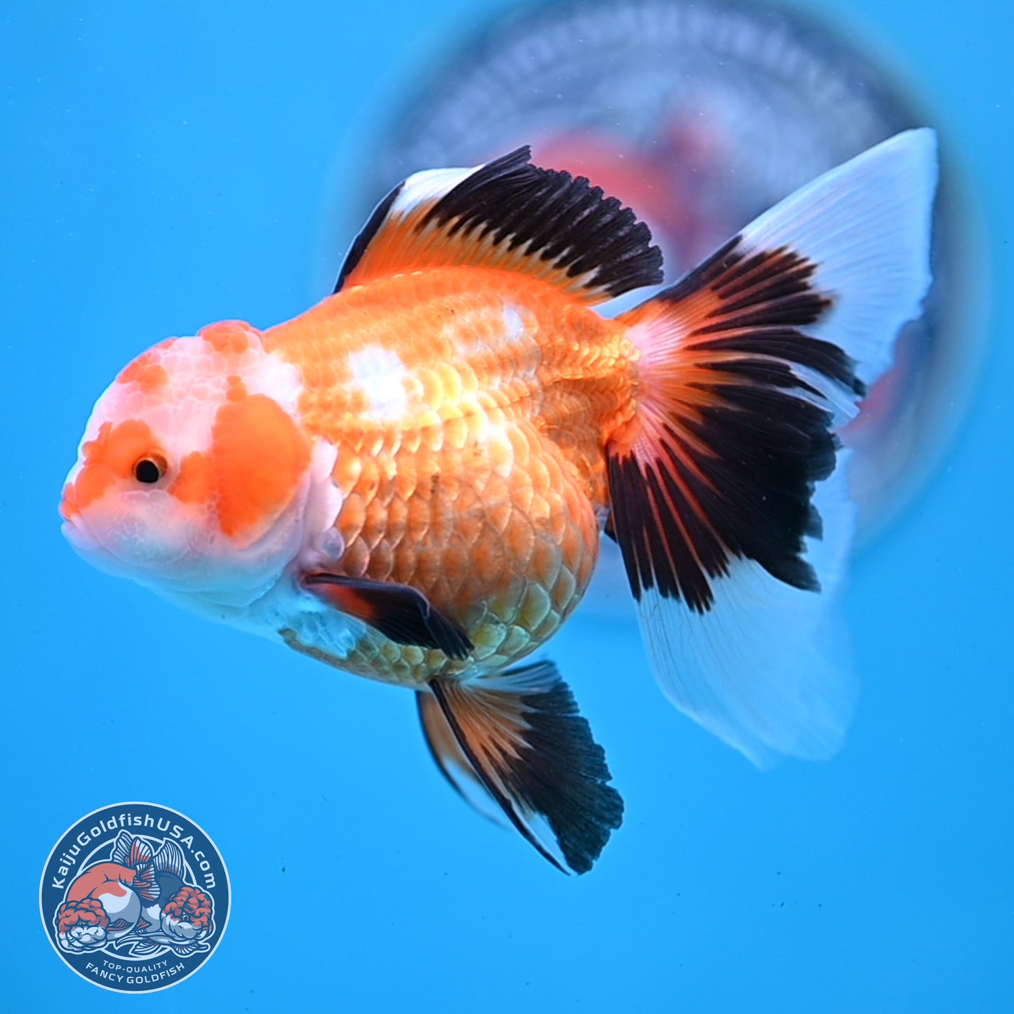Tricolor Oranda 3.5 inches Body (250530_OR17)