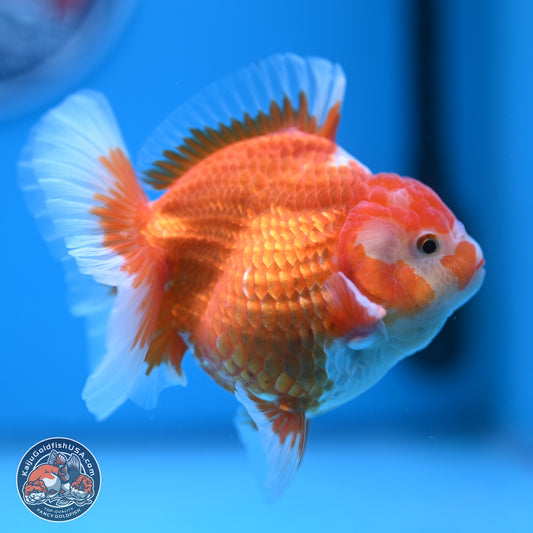 Red White Rose Tail Oranda 4.5 inches - Female (241122_OR17) - Kaiju Goldfish USA