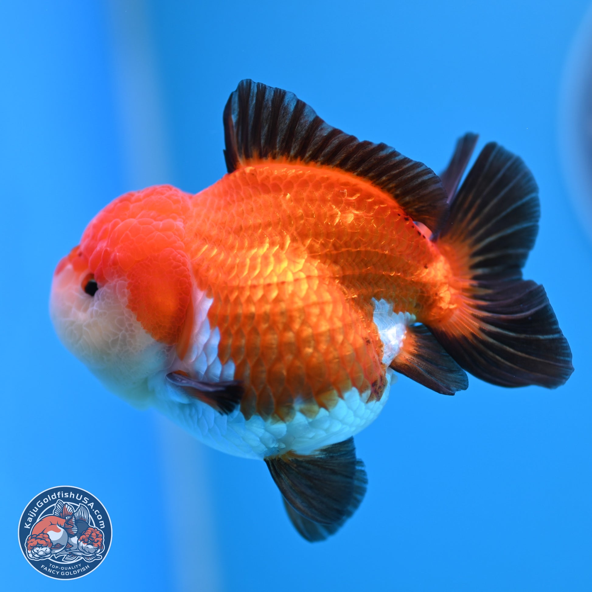 Tricolor Oranda 3.5-4 inches (241004_OR17) - Kaiju Goldfish USA