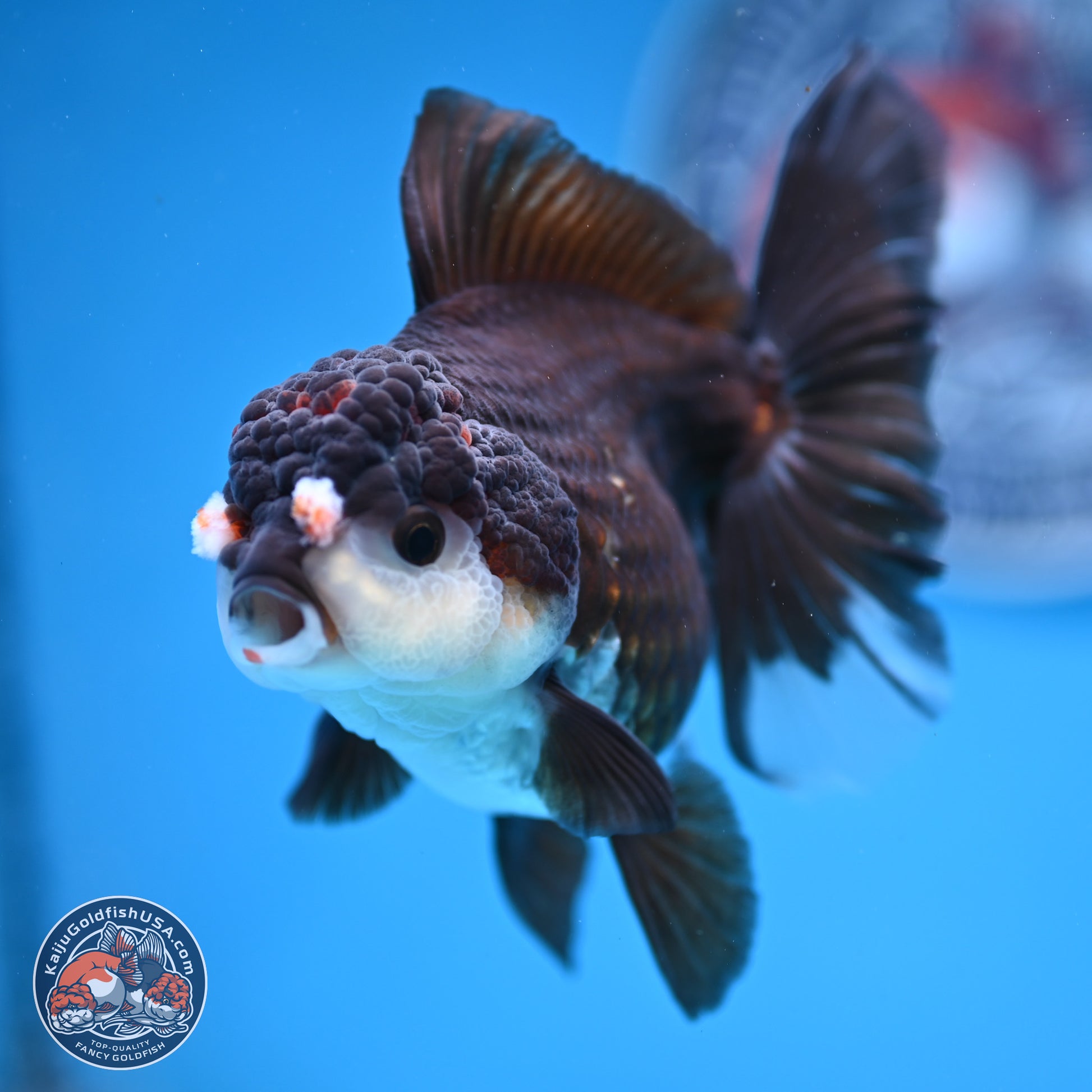 Panda Rose Tail Oranda 5 inches (241025_OR17) - Kaiju Goldfish USA