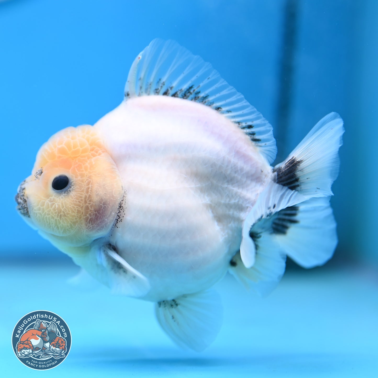 Shogun Jade Head Sakura Oranda 4 inches Body - Female(250131_OR17)