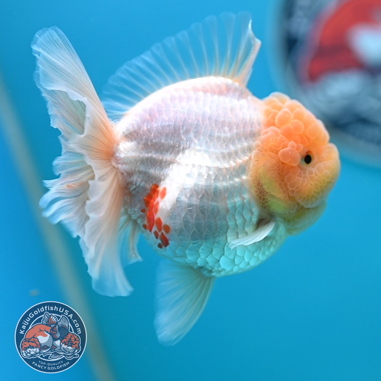 Lemon Head Red White Rose Tail Oranda 4 inches Body (250502_OR17)