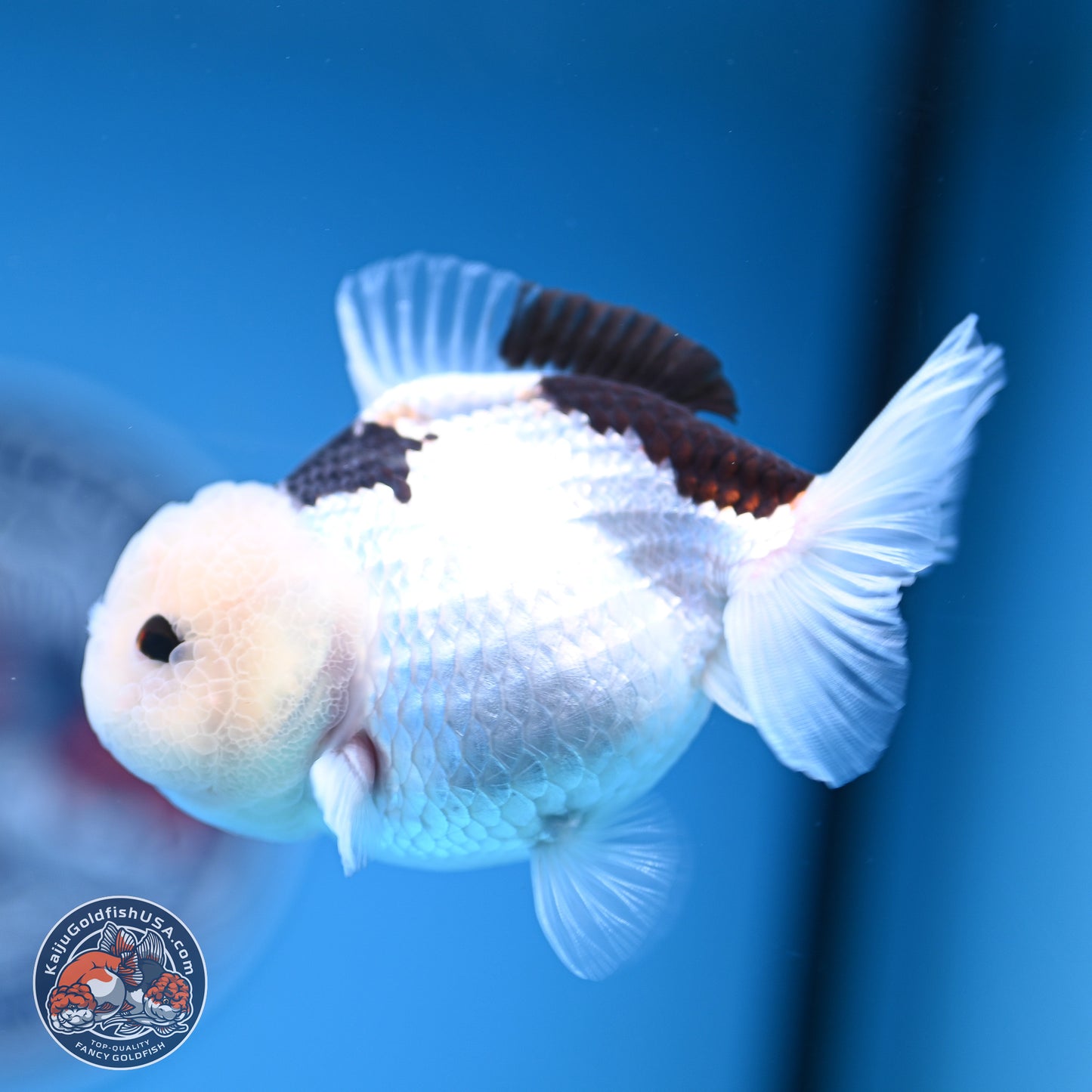 Panda Oranda 3.5-4.5 inches (240913_OR17) - Kaiju Goldfish USA