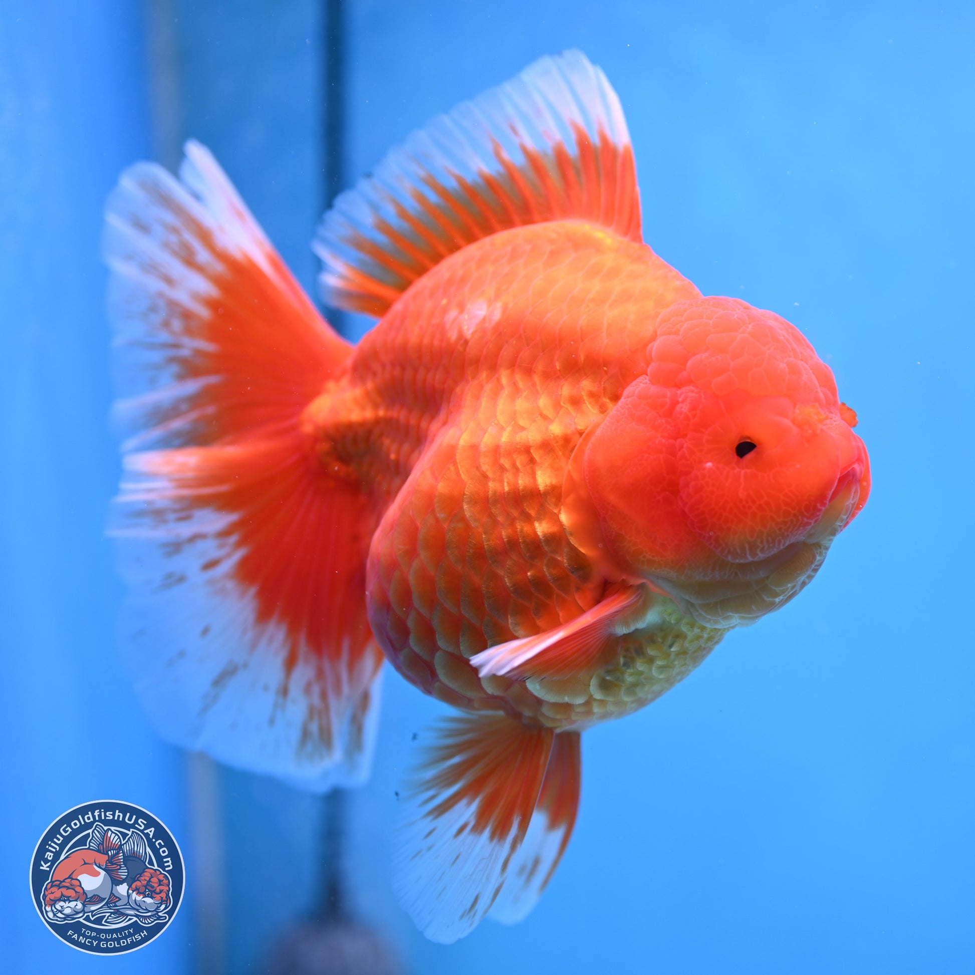 Super Jumbo Shogun Classic Red Rose Tail Oranda 7.5 inches - Female (241115_OR17) - Kaiju Goldfish USA