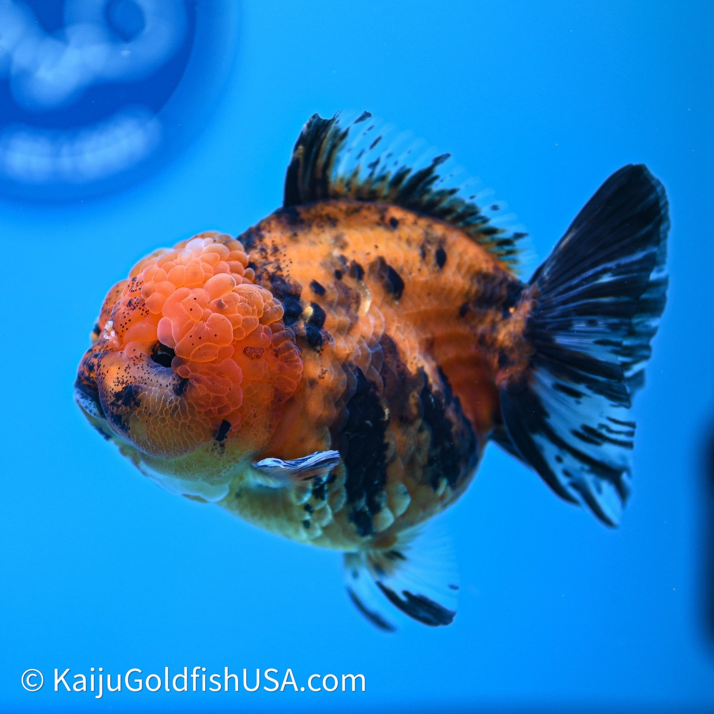 Shogun Godzilla Tiger Oranda 4in Body (240614_OR17) - Kaiju Goldfish USA