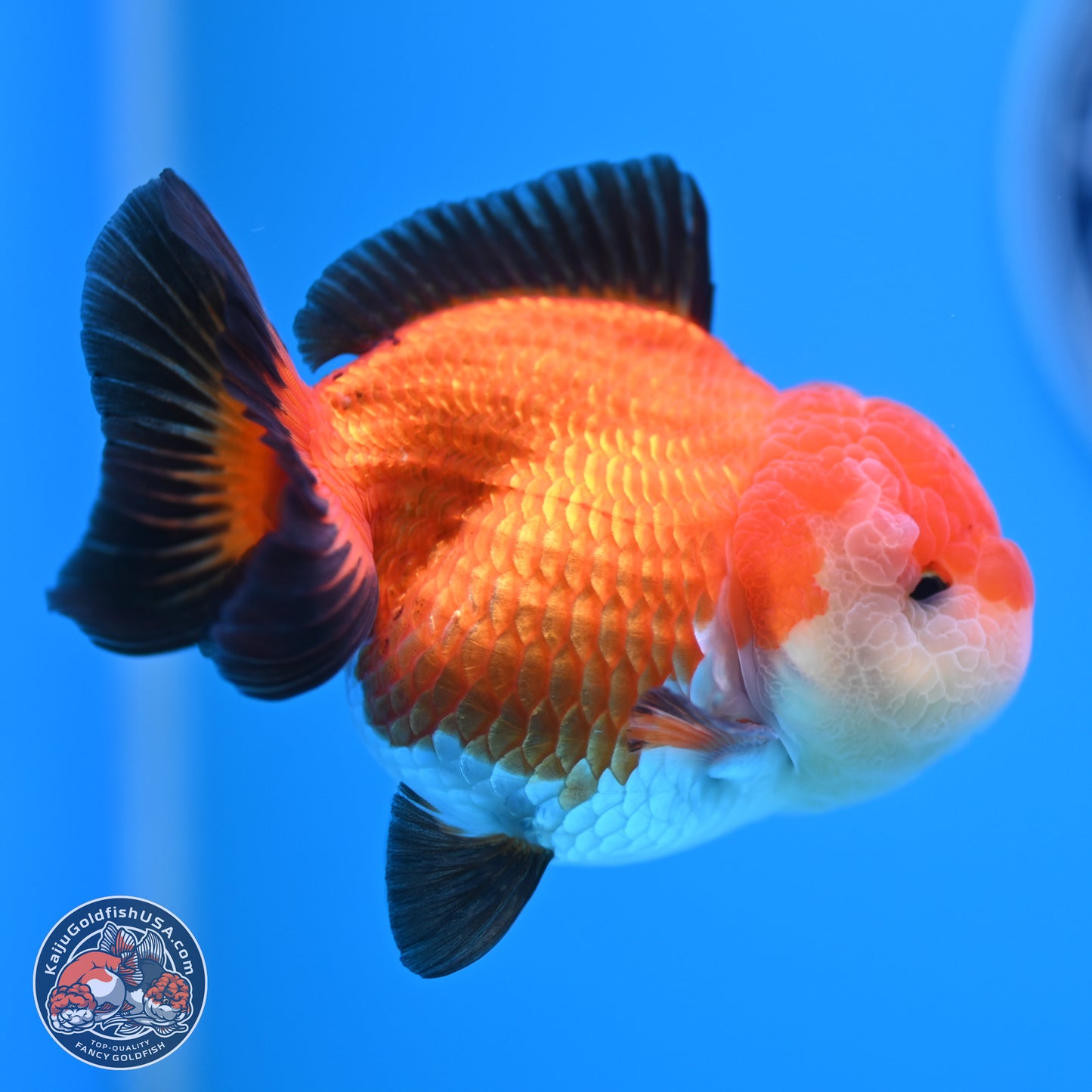 Tricolor Oranda 3.5-4 inches (241004_OR17) - Kaiju Goldfish USA