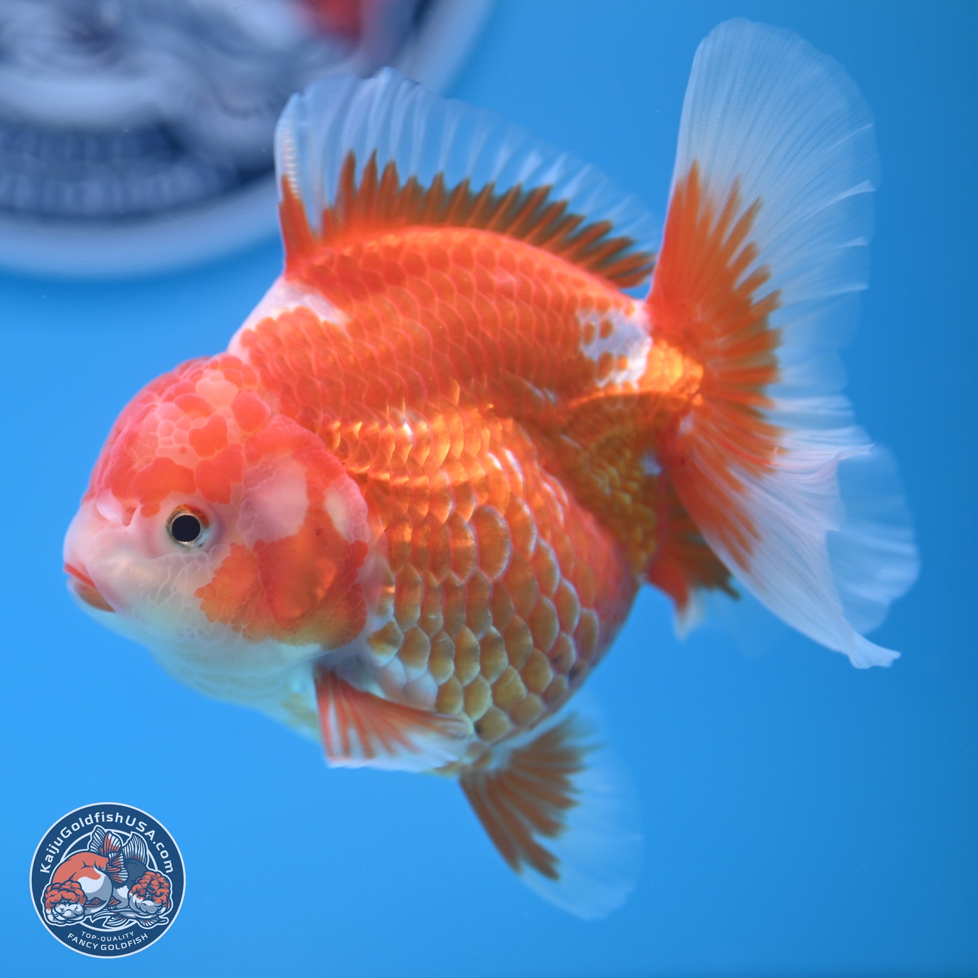 Red White Rose Tail Oranda 4.5 inches - Female (241122_OR17) - Kaiju Goldfish USA