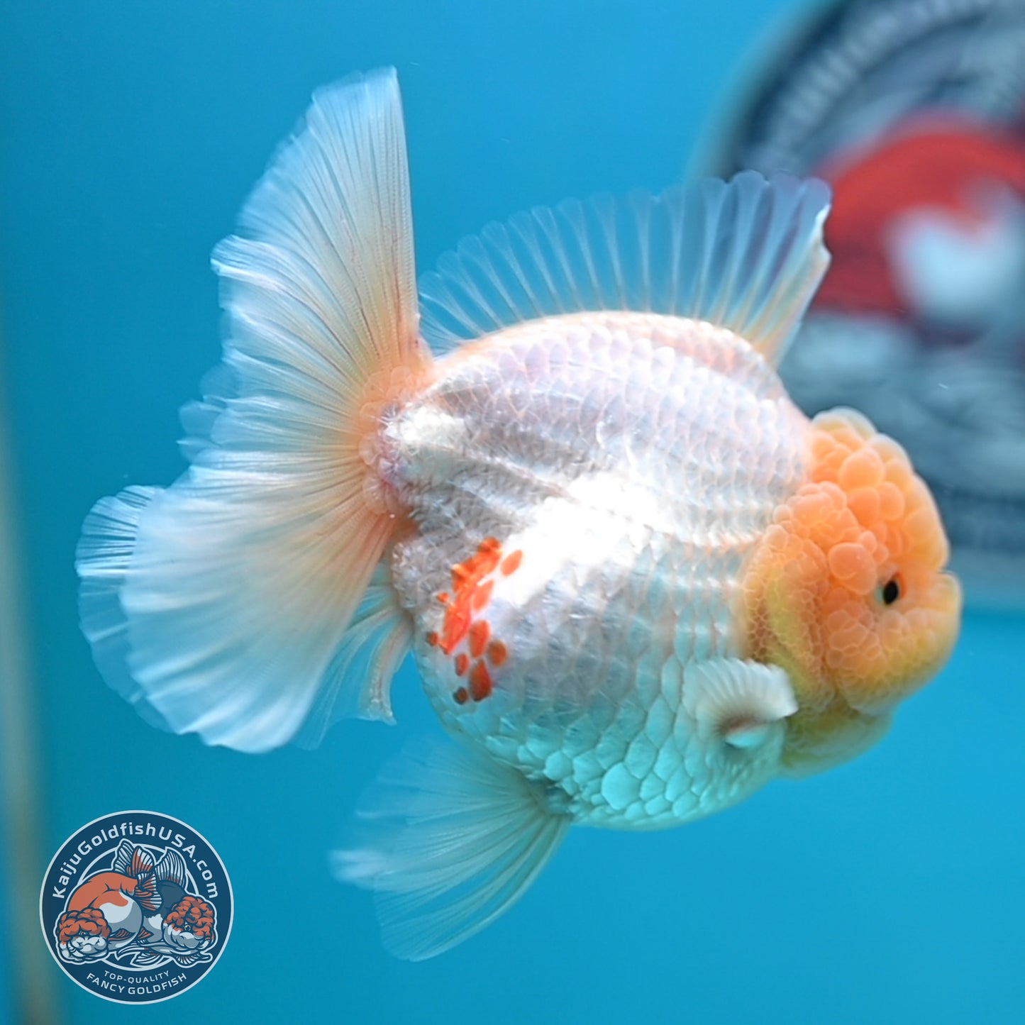 Lemon Head Red White Rose Tail Oranda 4 inches Body (250502_OR17)