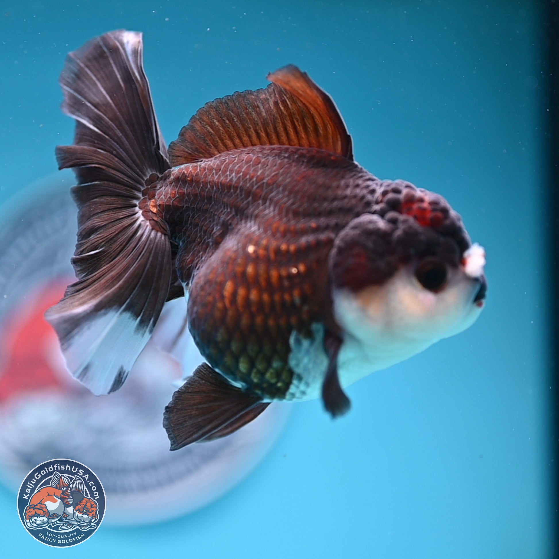 Panda Rose Tail Oranda 5 inches (241025_OR17) - Kaiju Goldfish USA