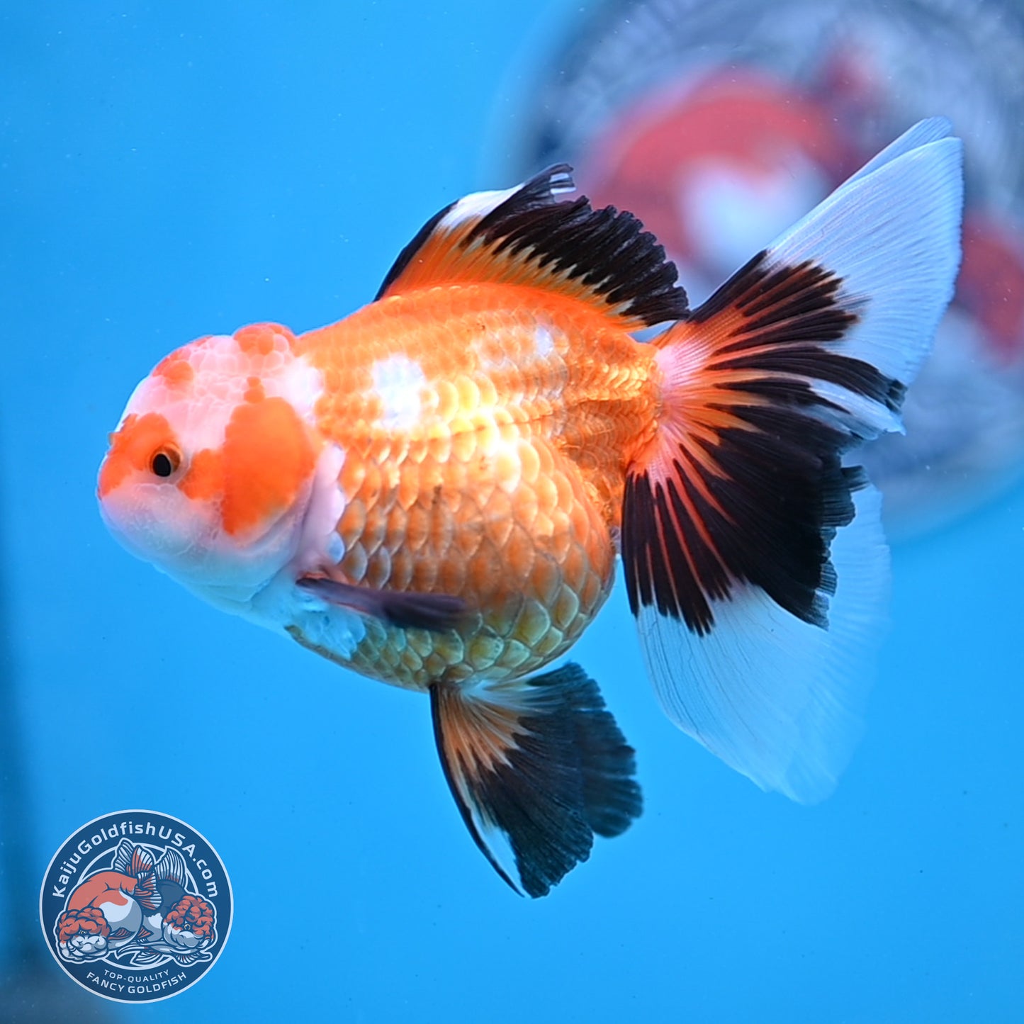 Tricolor Oranda 3.5 inches Body (250530_OR17)