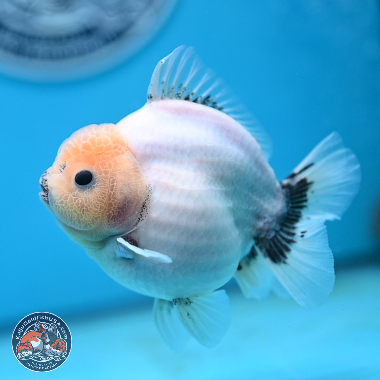 Shogun Jade Head Sakura Oranda 4 inches Body - Female(250131_OR17)