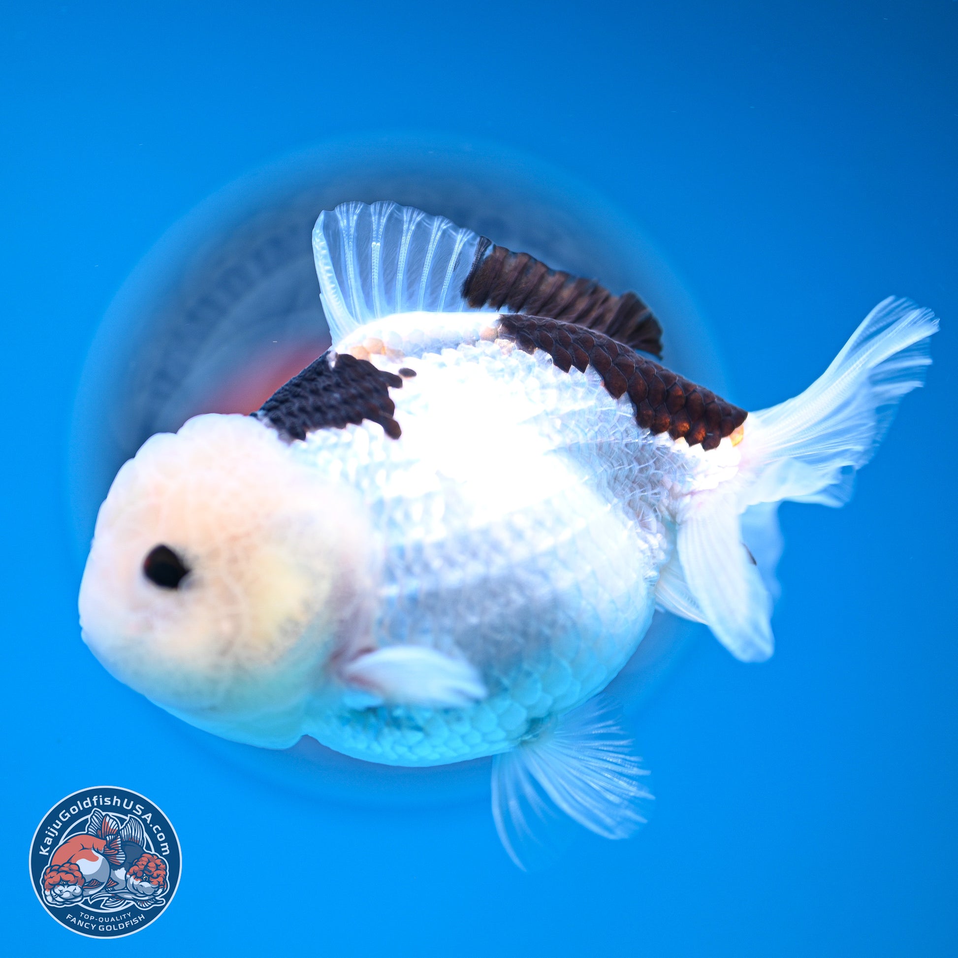 Panda Oranda 3.5-4.5 inches (240913_OR17) - Kaiju Goldfish USA