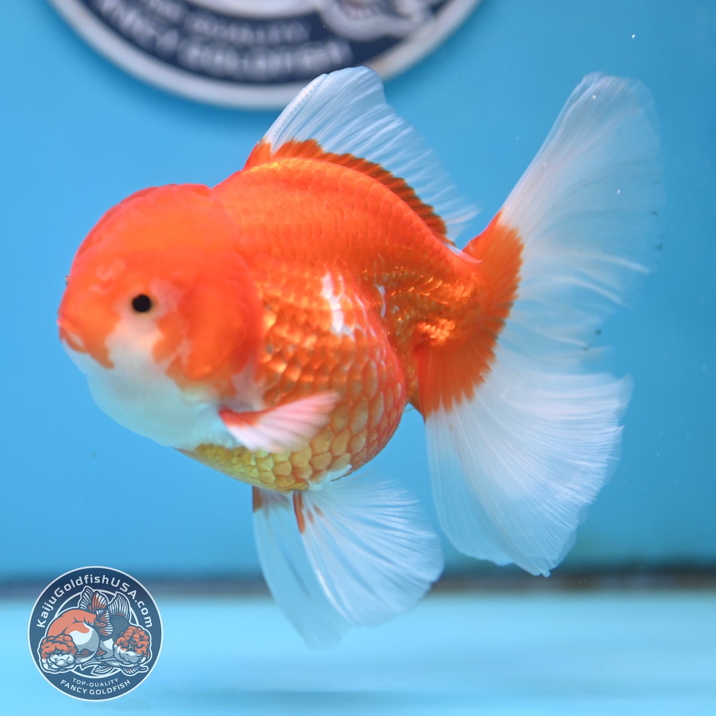 Red White Rose Tail Oranda 4 inches Body - Female (250418_OR17)