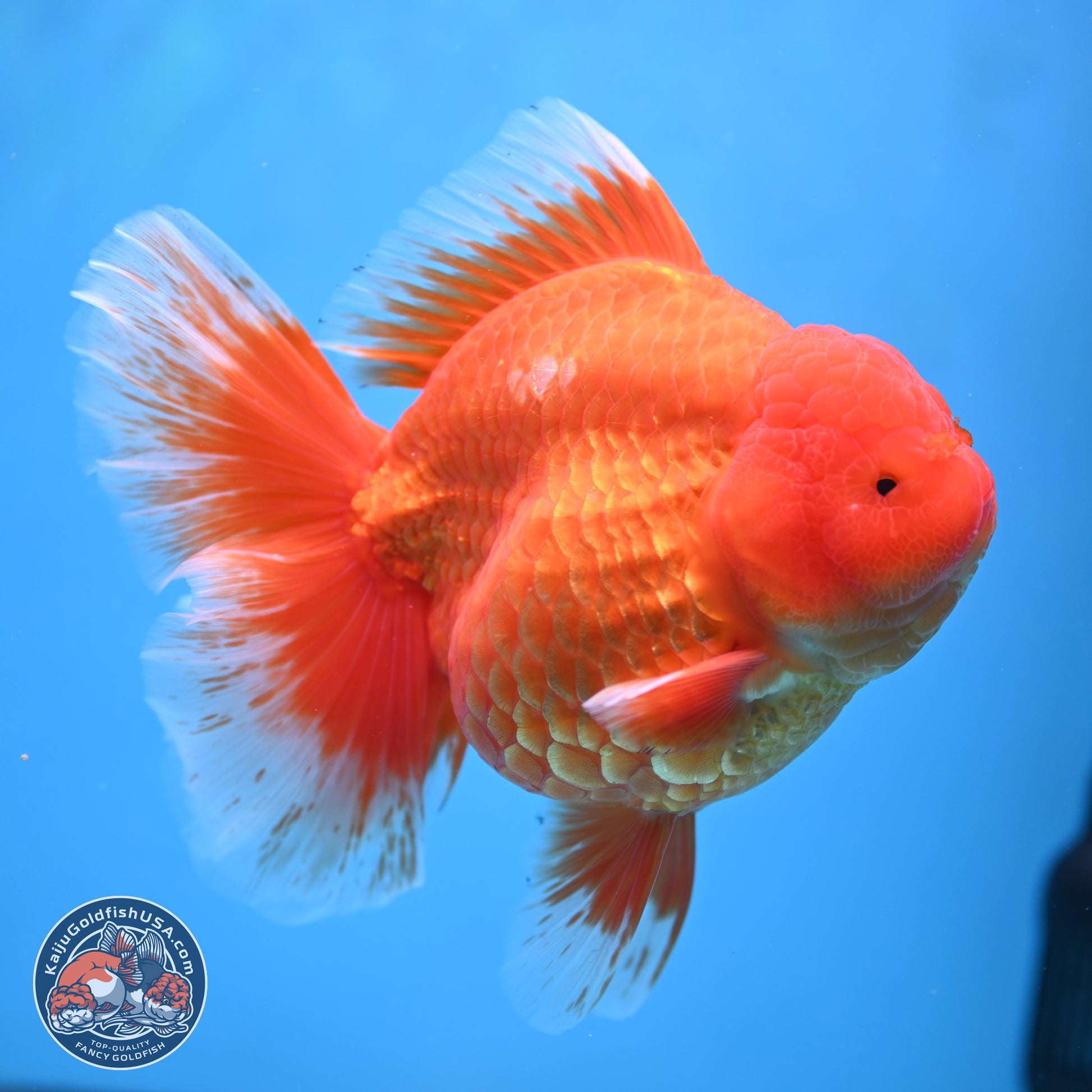 Super Jumbo Shogun Classic Red Rose Tail Oranda 7.5 inches - Female (241115_OR17) - Kaiju Goldfish USA