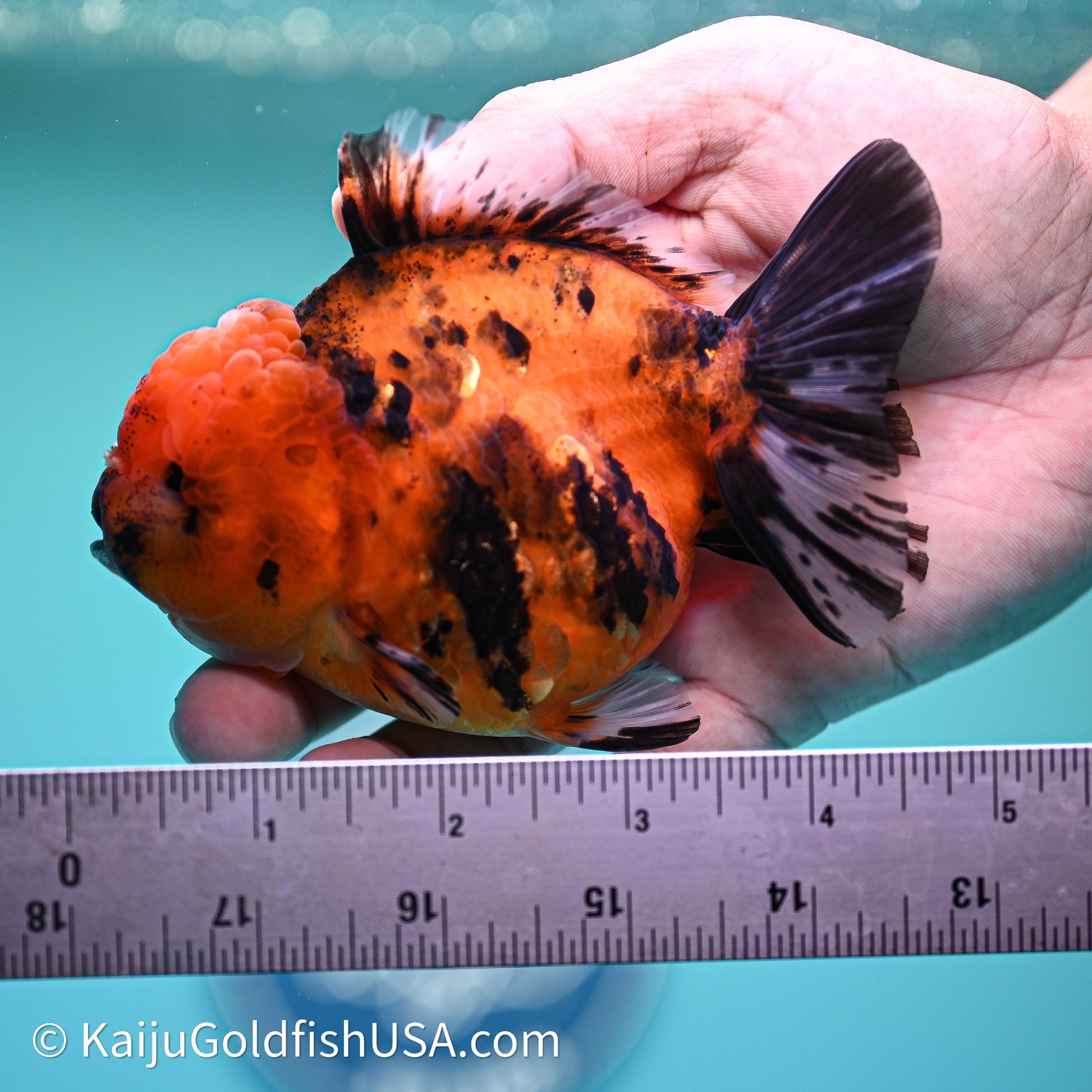 Shogun Godzilla Tiger Oranda 4in Body (240614_OR17) - Kaiju Goldfish USA