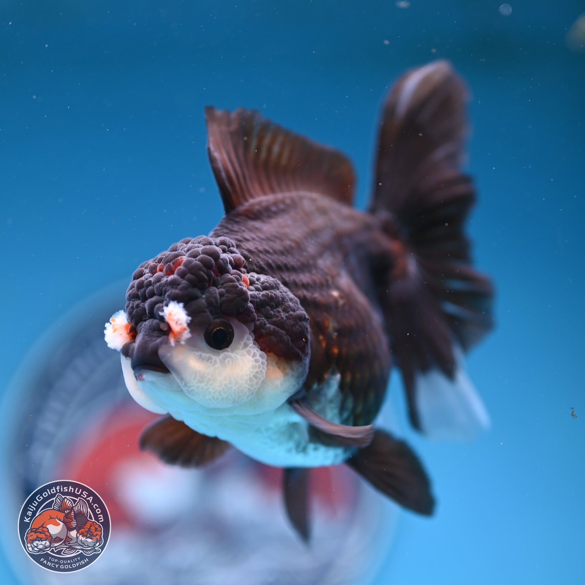 Panda Rose Tail Oranda 5 inches (241025_OR17) - Kaiju Goldfish USA