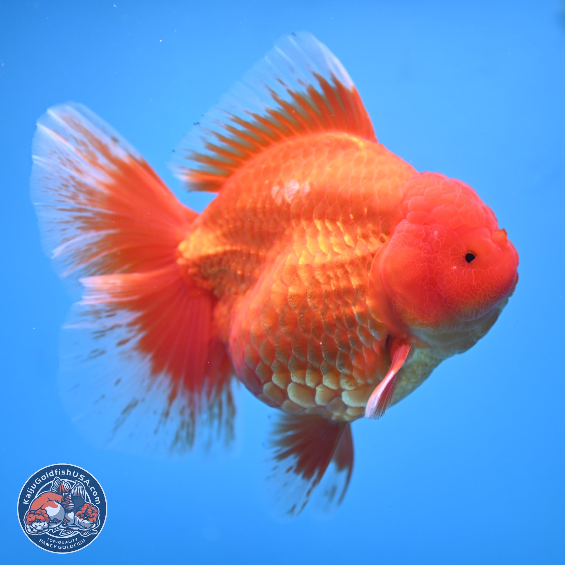 Super Jumbo Shogun Classic Red Rose Tail Oranda 7.5 inches - Female (241115_OR17) - Kaiju Goldfish USA