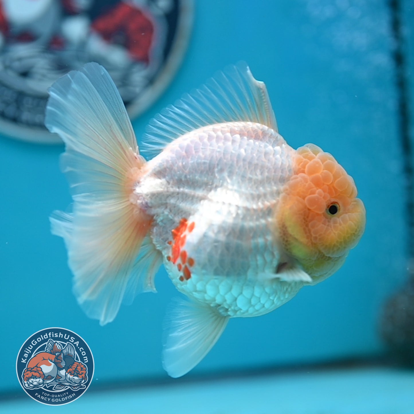 Lemon Head Red White Rose Tail Oranda 4 inches Body (250502_OR17)