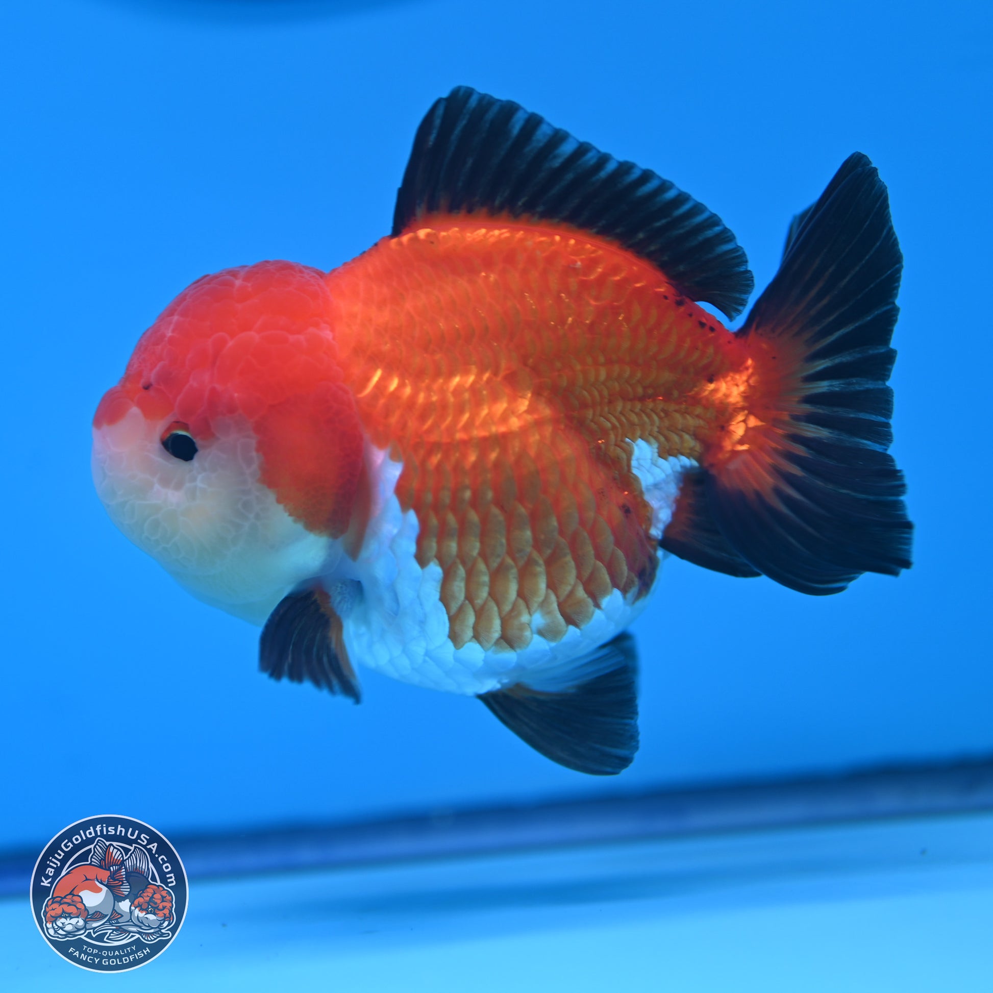 Tricolor Oranda 3.5-4 inches (241004_OR17) - Kaiju Goldfish USA