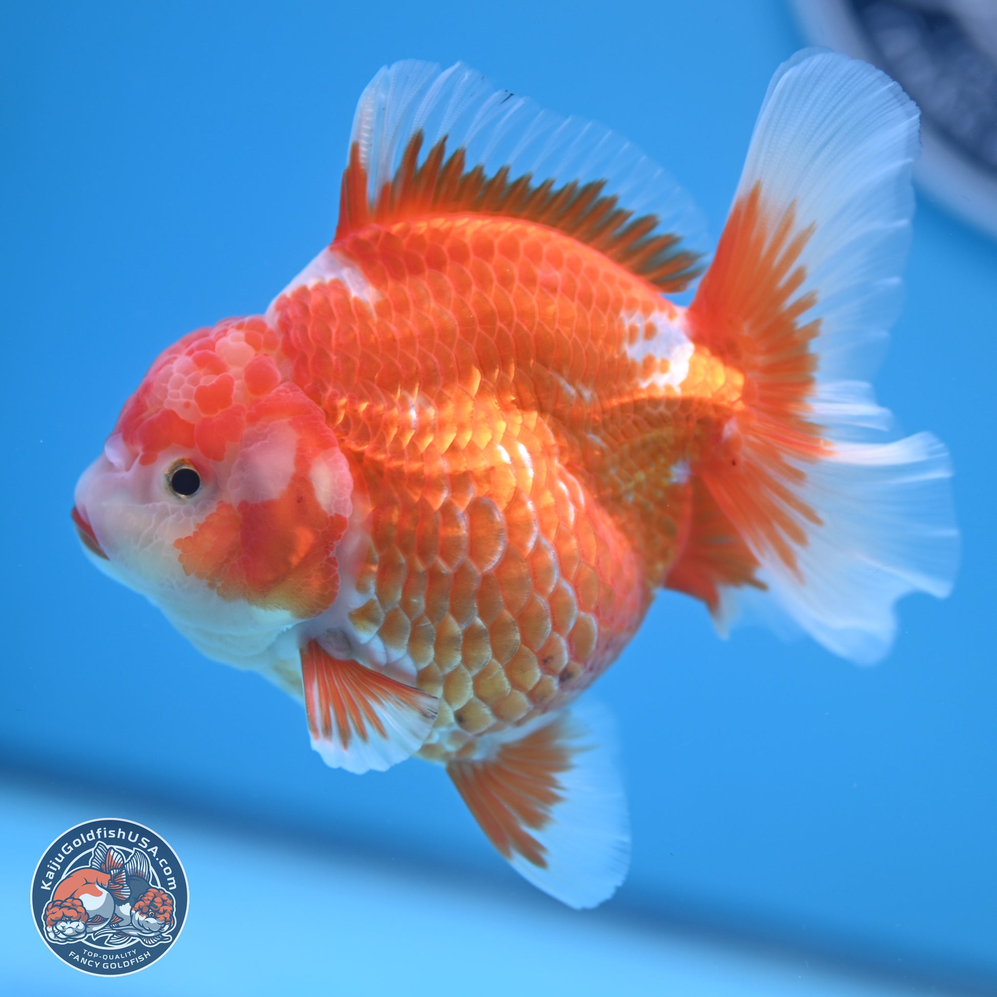 Red White Rose Tail Oranda 4.5 inches - Female (241122_OR17) - Kaiju Goldfish USA