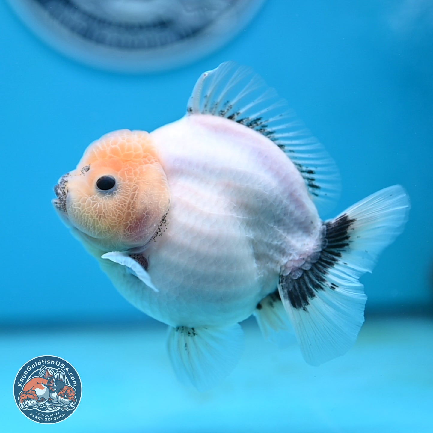 Shogun Jade Head Sakura Oranda 4 inches Body - Female(250131_OR17)