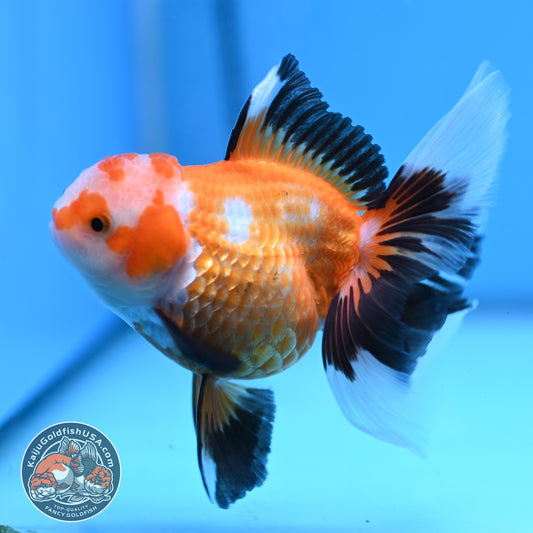 Tricolor Oranda 3.5 inches Body (250530_OR17)