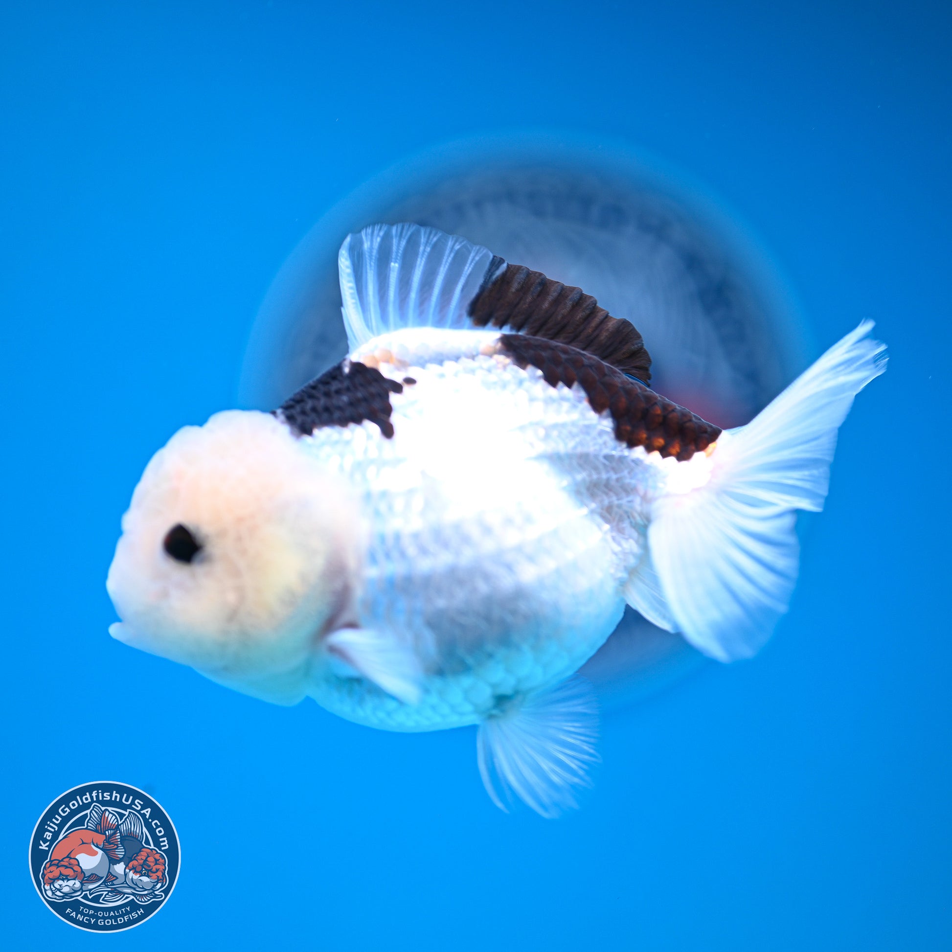 Panda Oranda 3.5-4.5 inches (240913_OR17) - Kaiju Goldfish USA