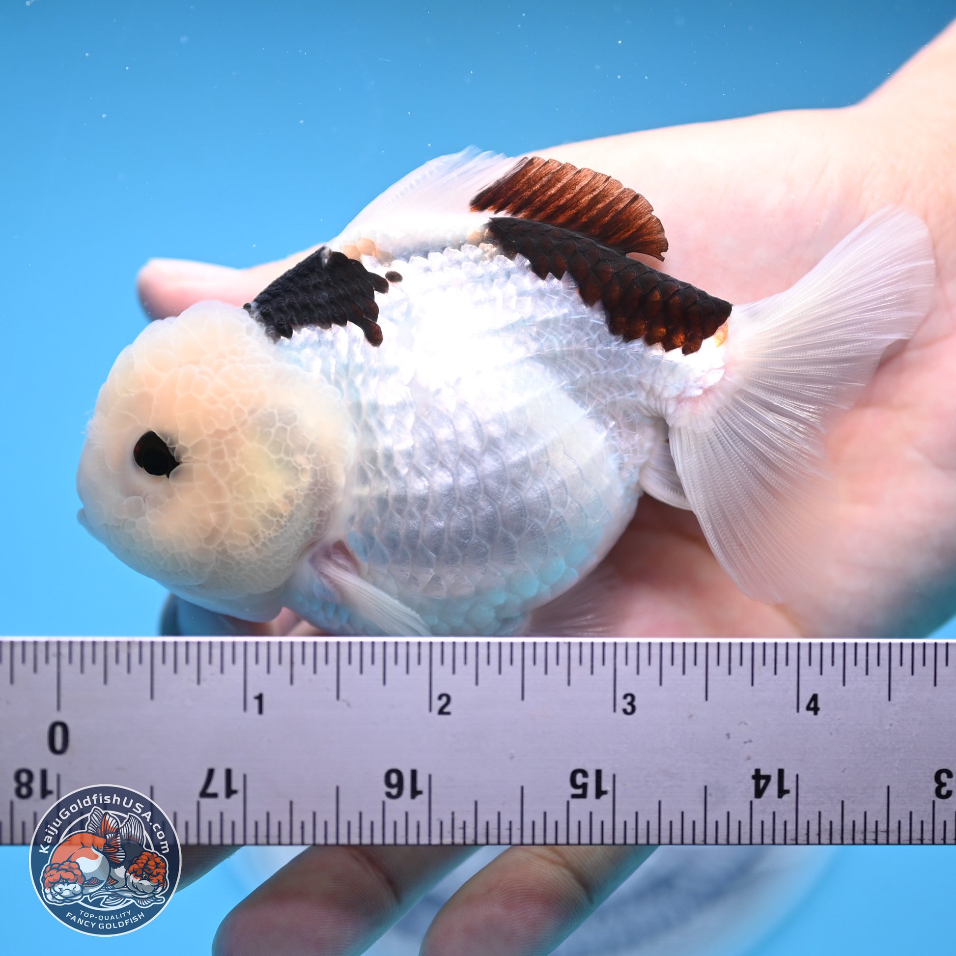 Panda Oranda 3.5-4.5 inches (240913_OR17) - Kaiju Goldfish USA