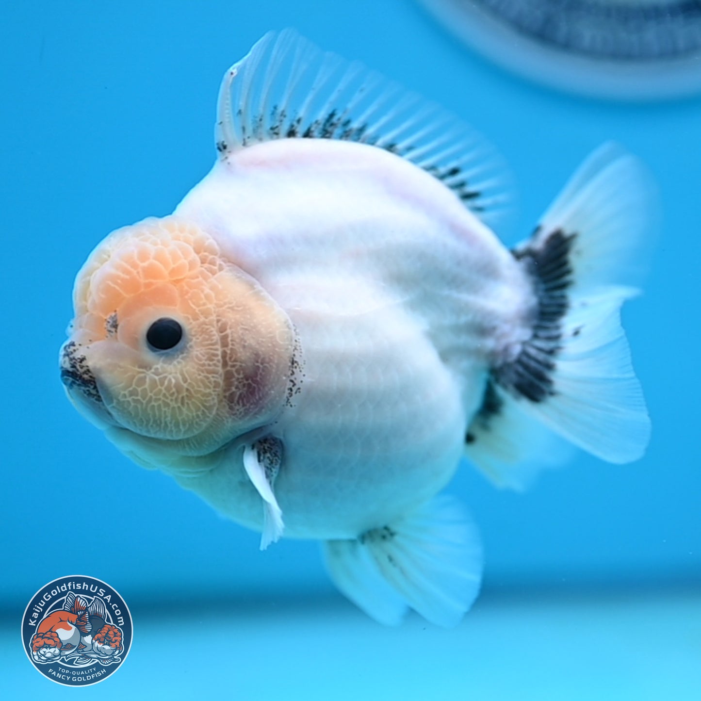 Shogun Jade Head Sakura Oranda 4 inches Body - Female(250131_OR17)