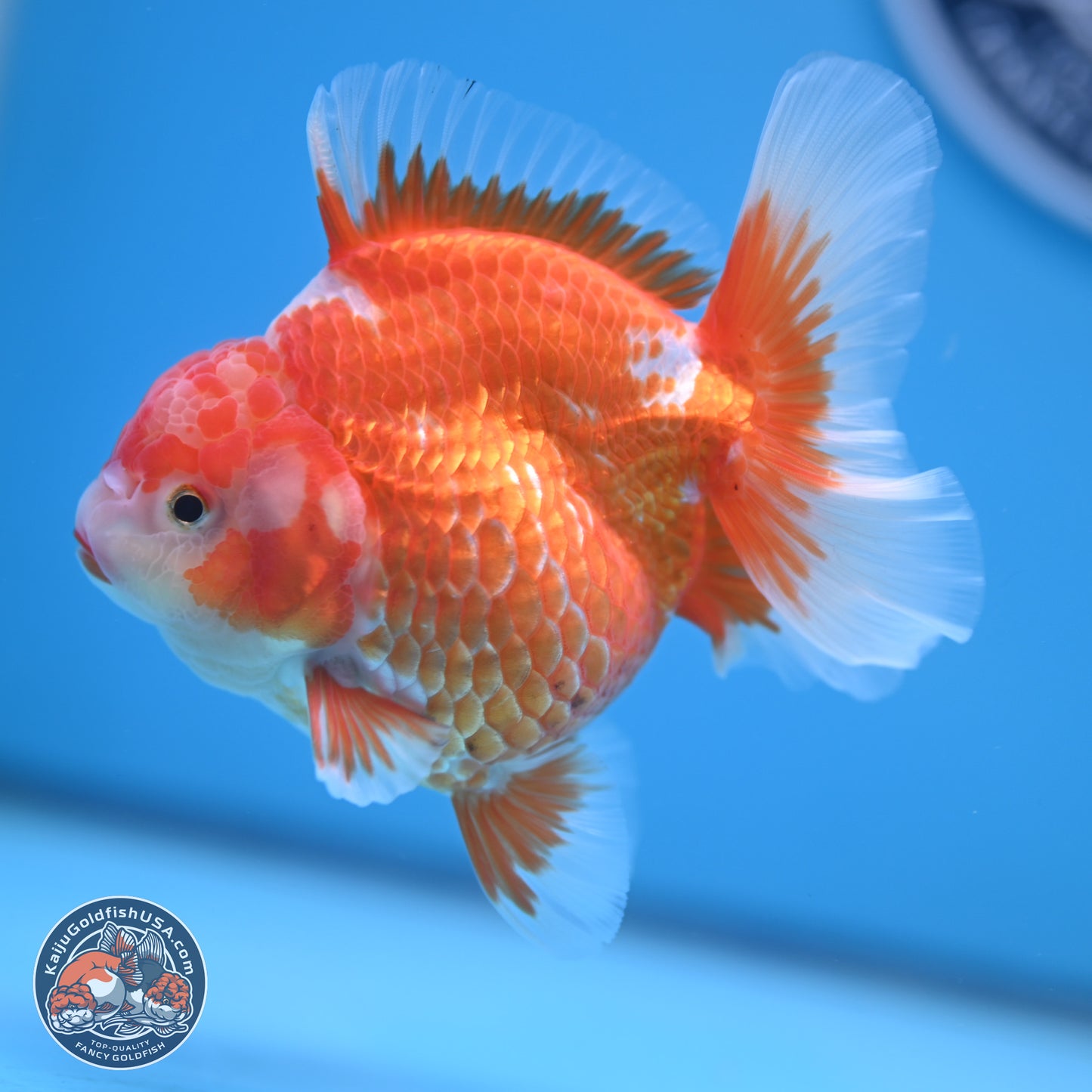 Red White Rose Tail Oranda 4.5 inches - Female (241122_OR17) - Kaiju Goldfish USA