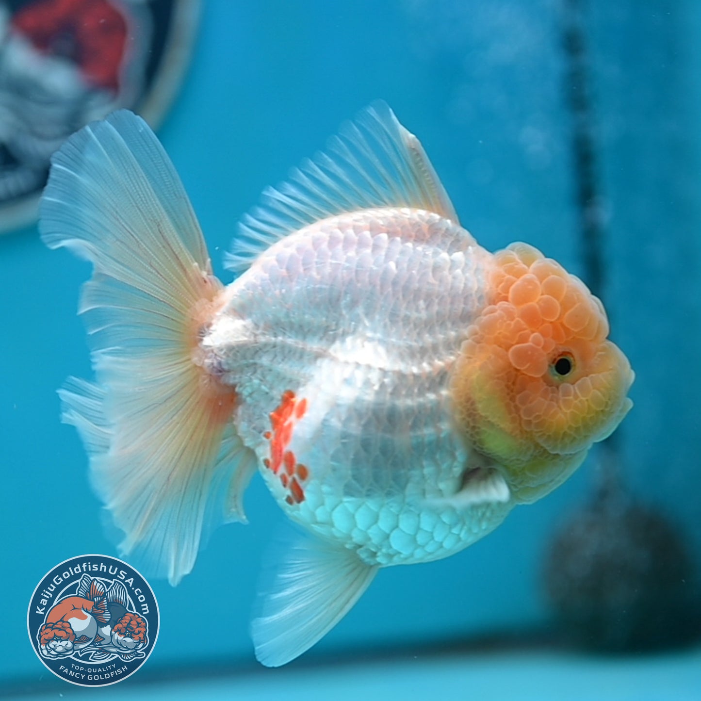 Lemon Head Red White Rose Tail Oranda 4 inches Body (250502_OR17)