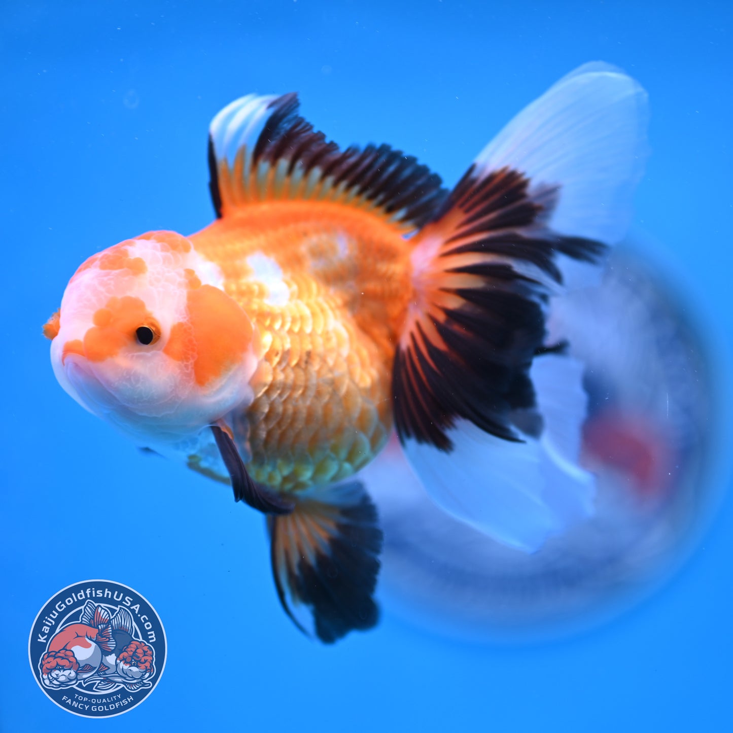 Tricolor Oranda 3.5 inches Body (250530_OR17)