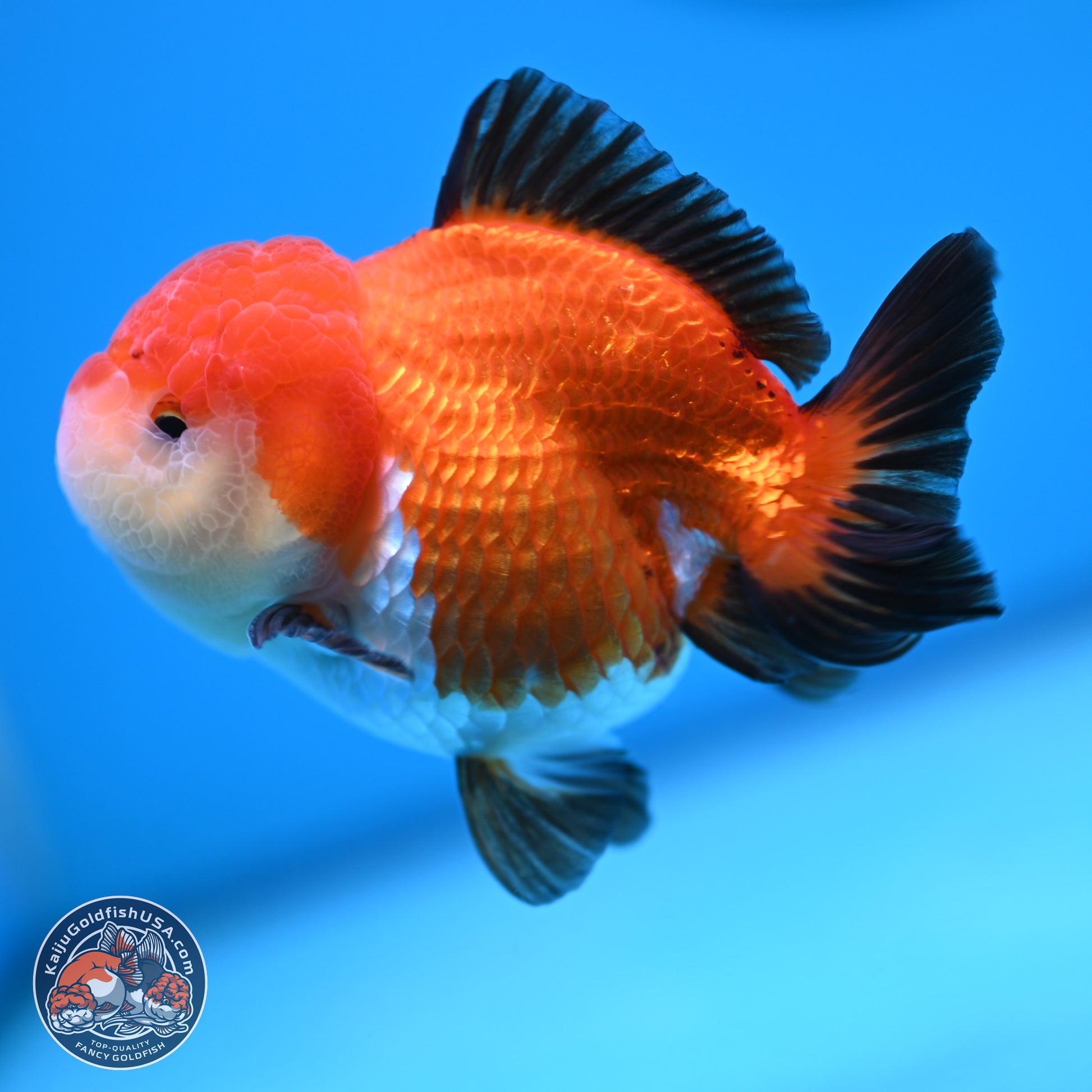 Tricolor Oranda 3.5-4 inches (241004_OR17) - Kaiju Goldfish USA