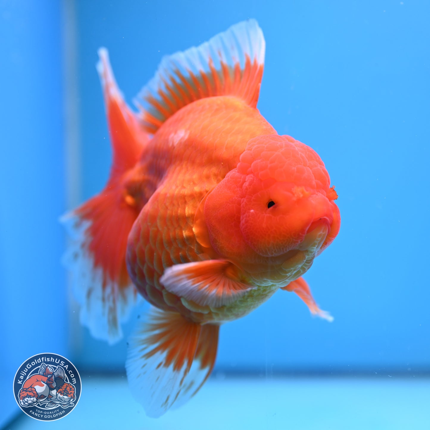 Super Jumbo Shogun Classic Red Rose Tail Oranda 7.5 inches - Female (241115_OR17) - Kaiju Goldfish USA