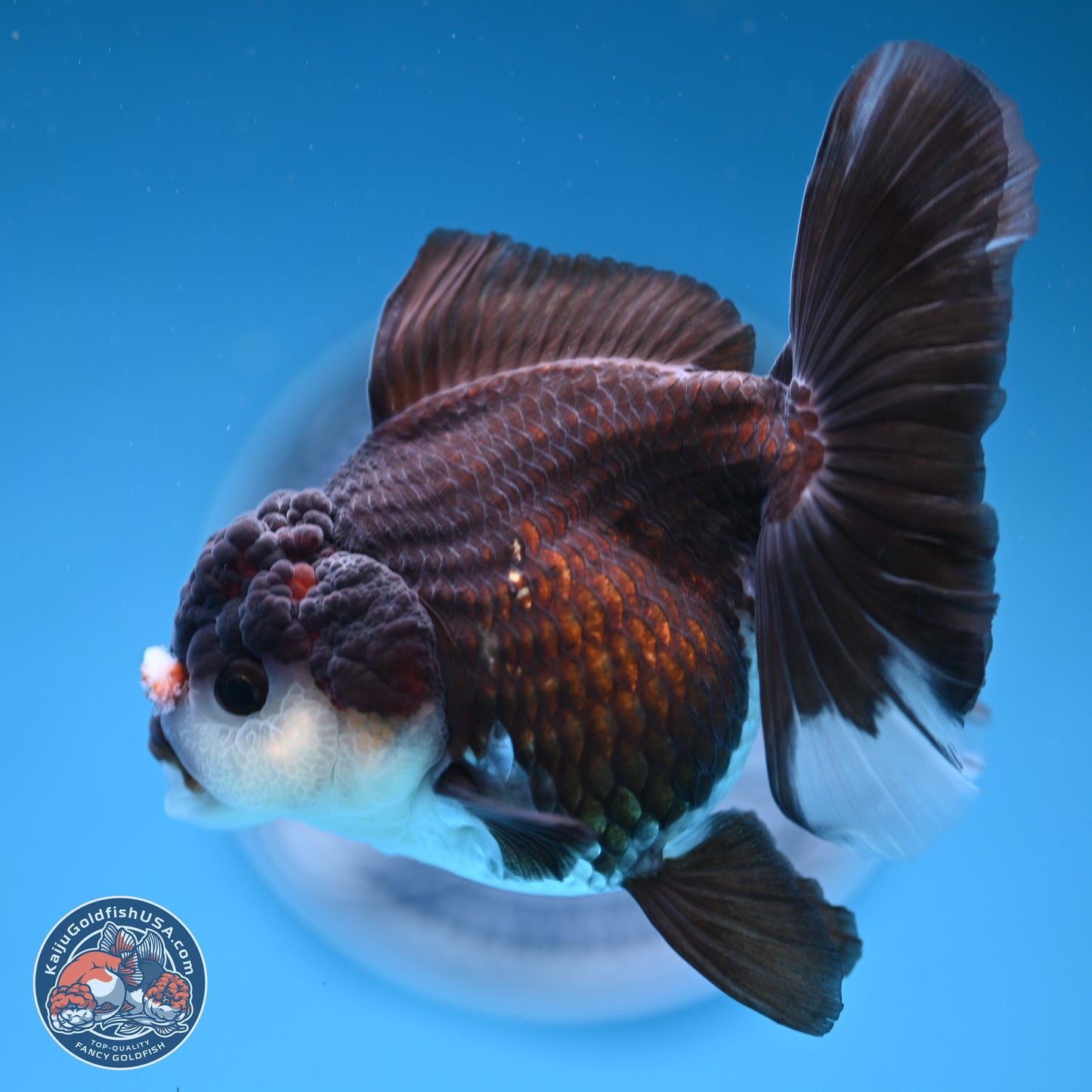 Panda Rose Tail Oranda 5 inches (241025_OR17) - Kaiju Goldfish USA