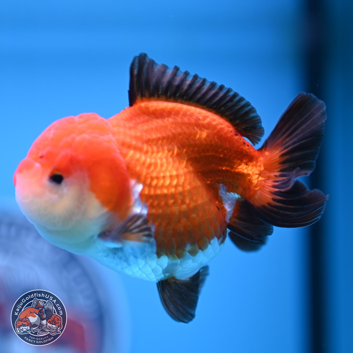 Tricolor Oranda 3.5-4 inches (241004_OR17) - Kaiju Goldfish USA