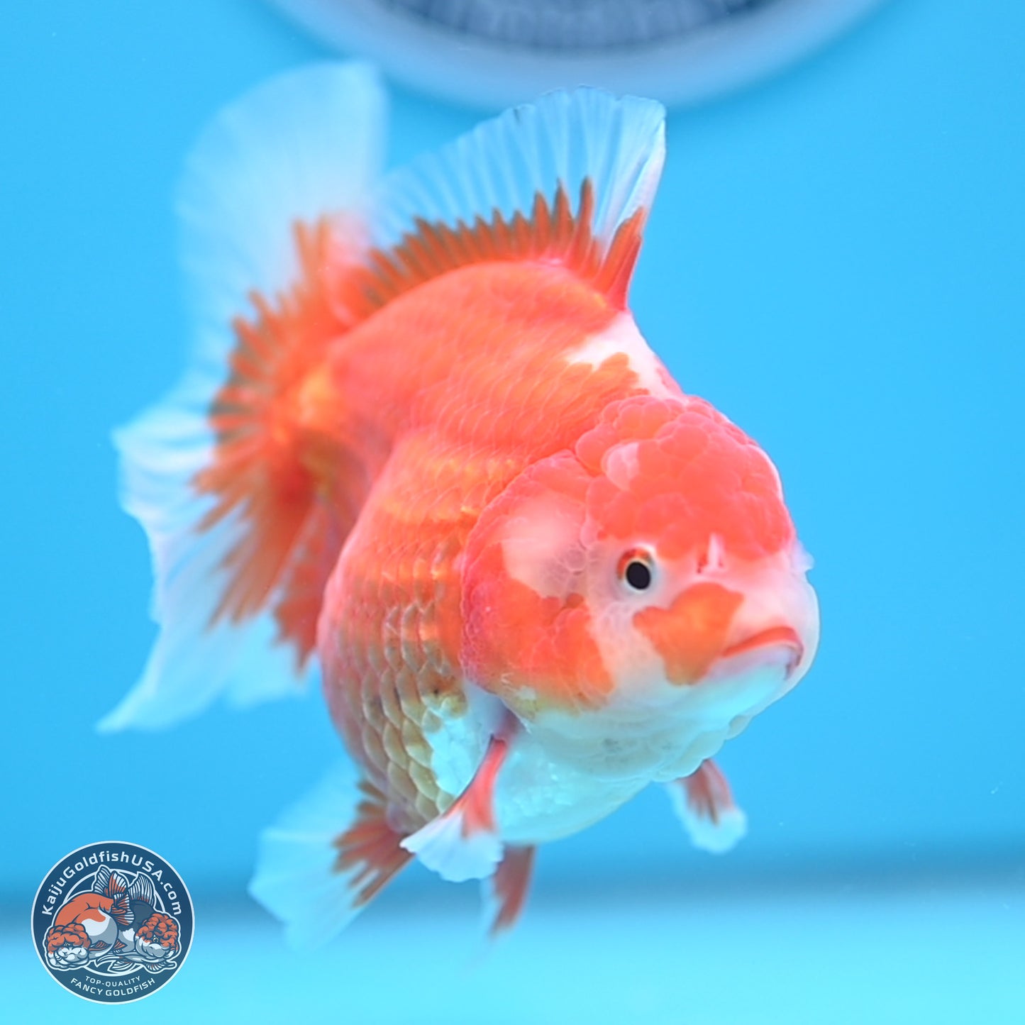 Red White Rose Tail Oranda 4.5 inches - Female (241122_OR17) - Kaiju Goldfish USA