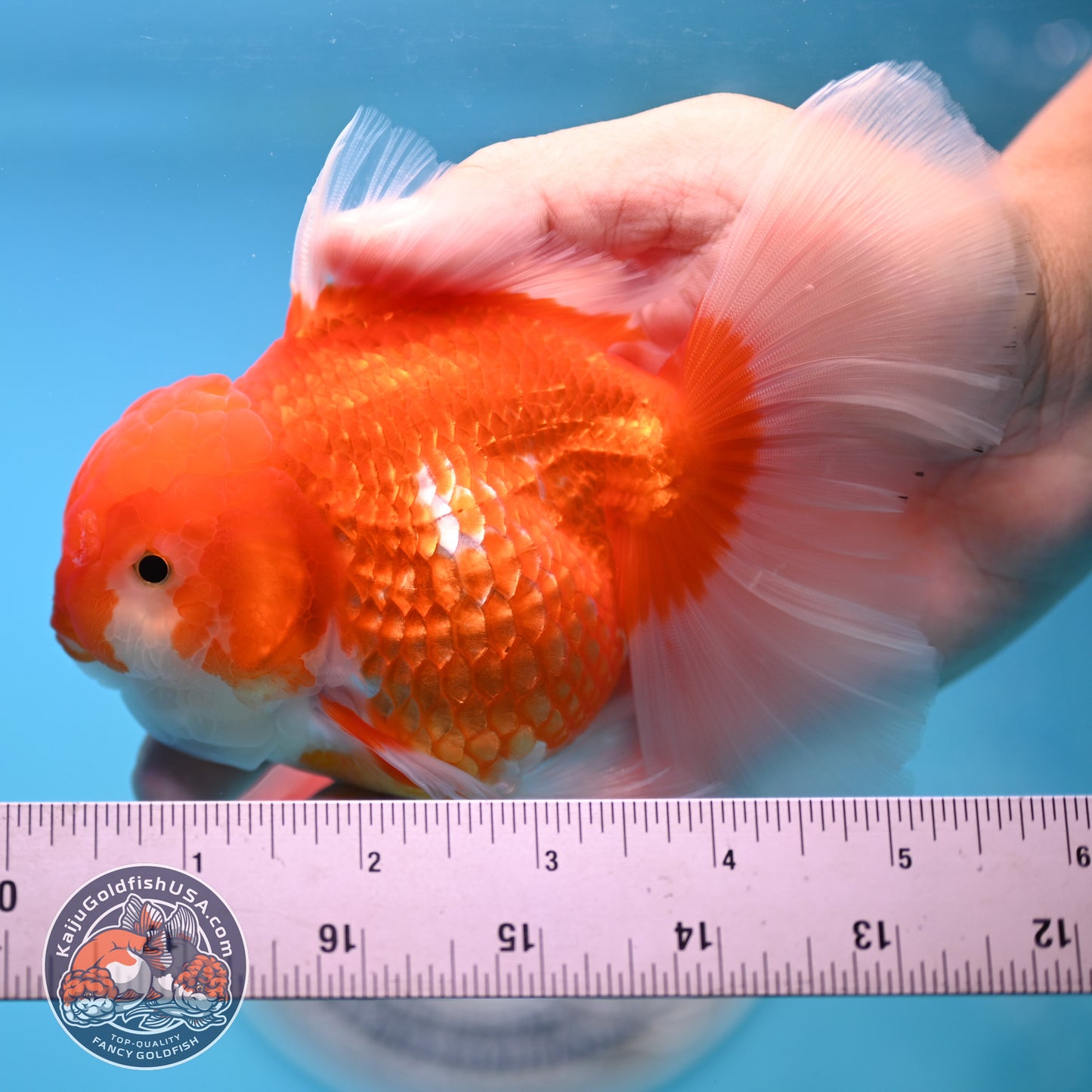 Red White Rose Tail Oranda 4 inches Body - Female (250418_OR17)